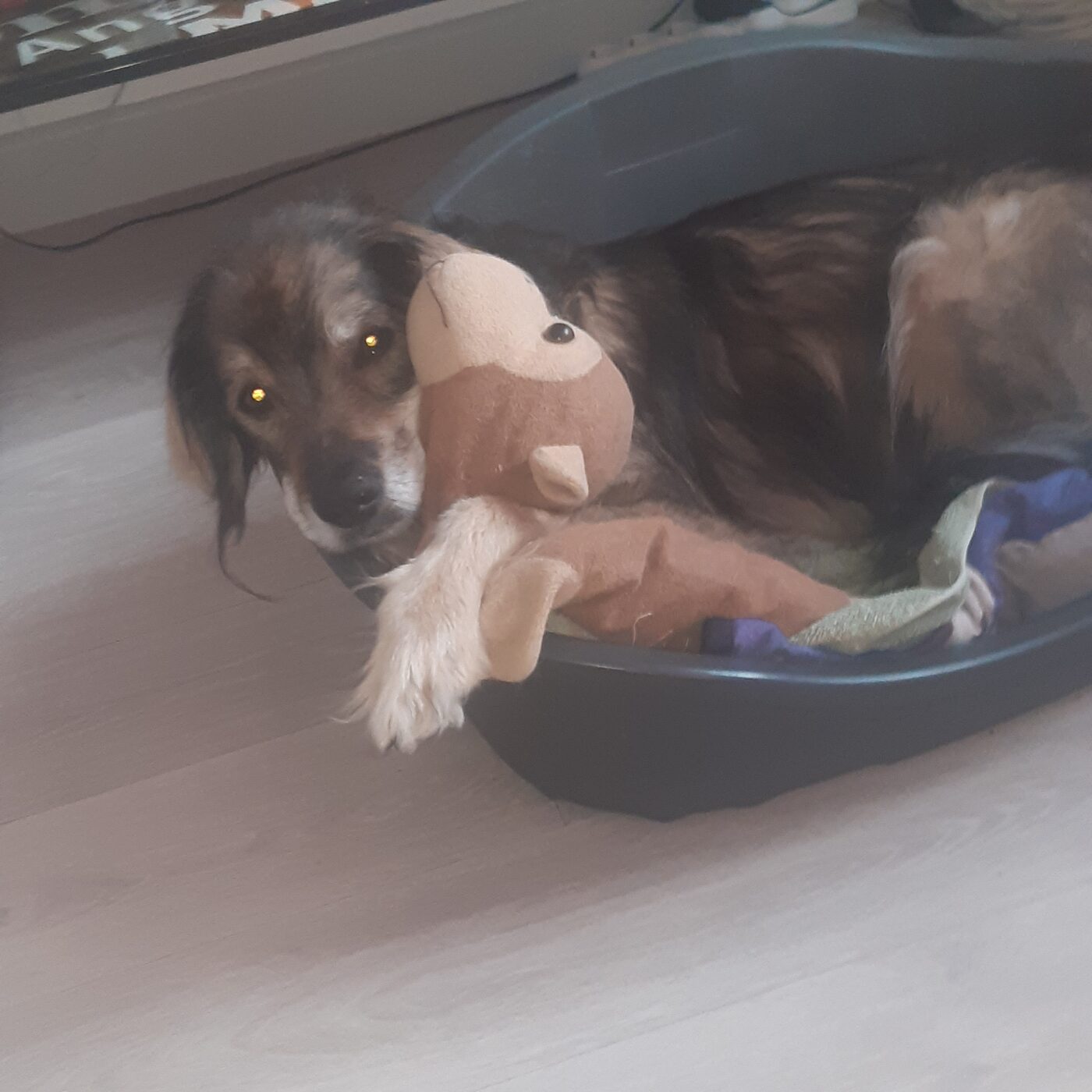 Rocky