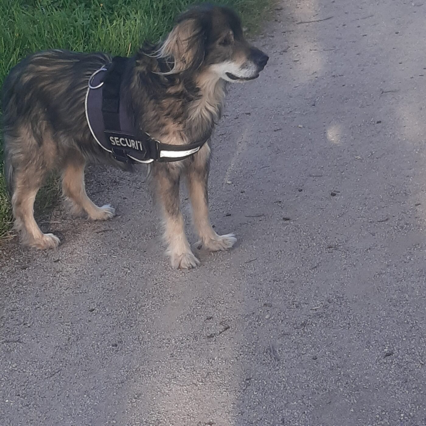 Rocky