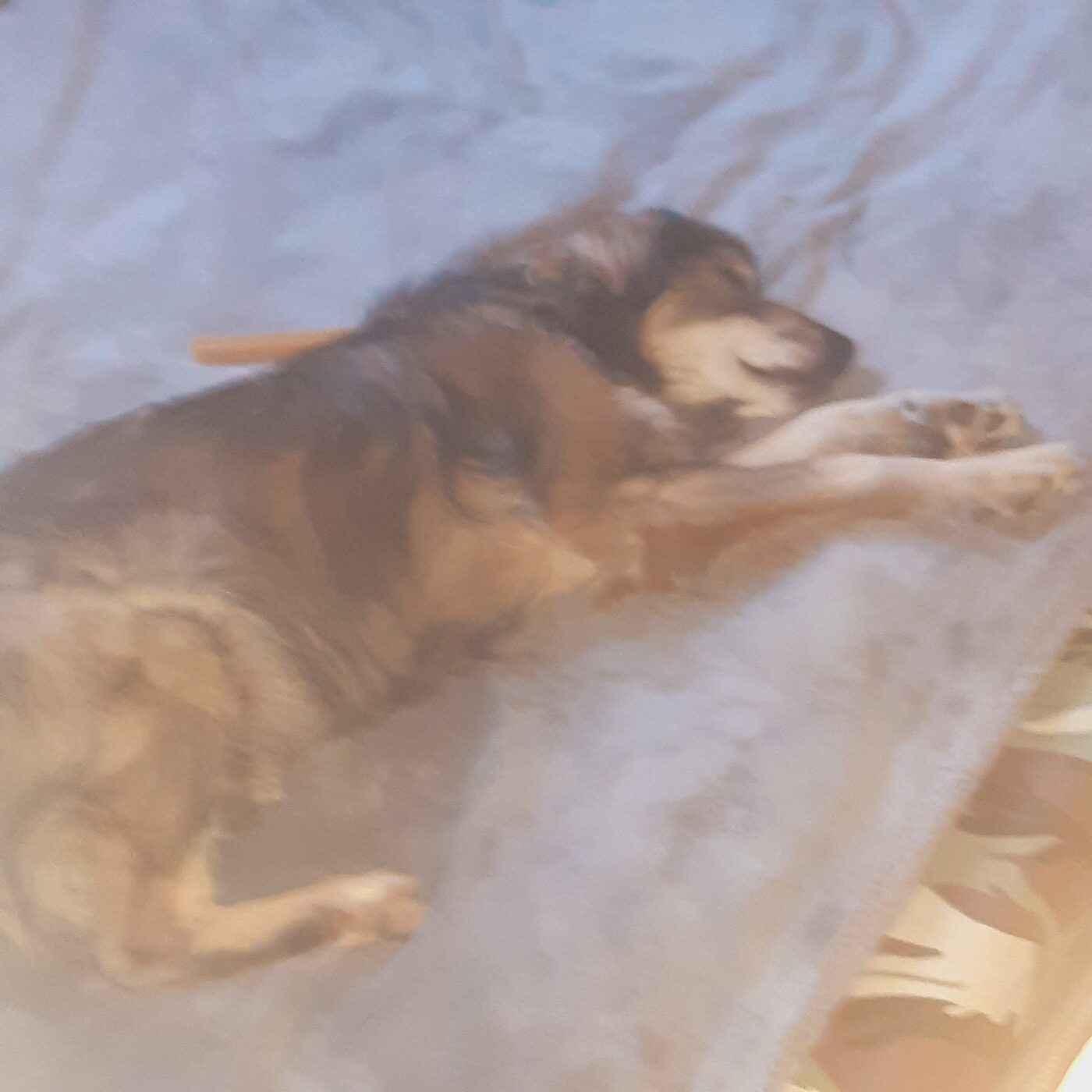 Rocky
