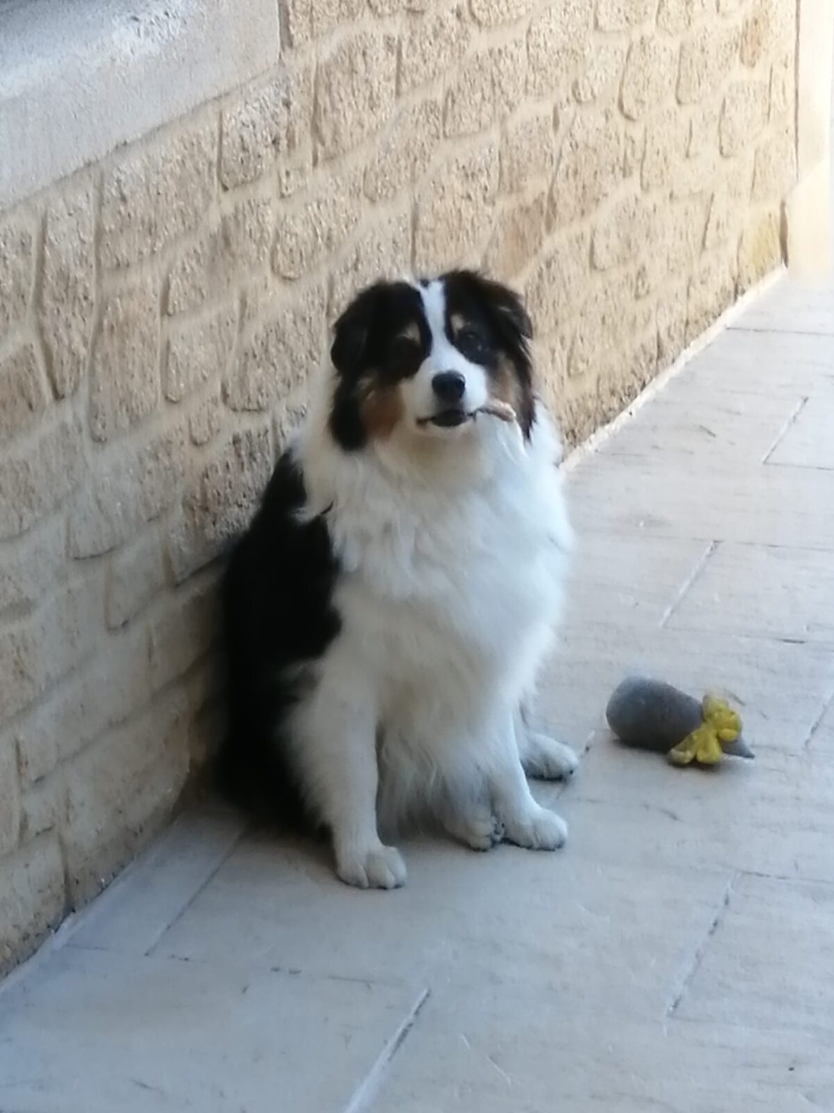 Kyara