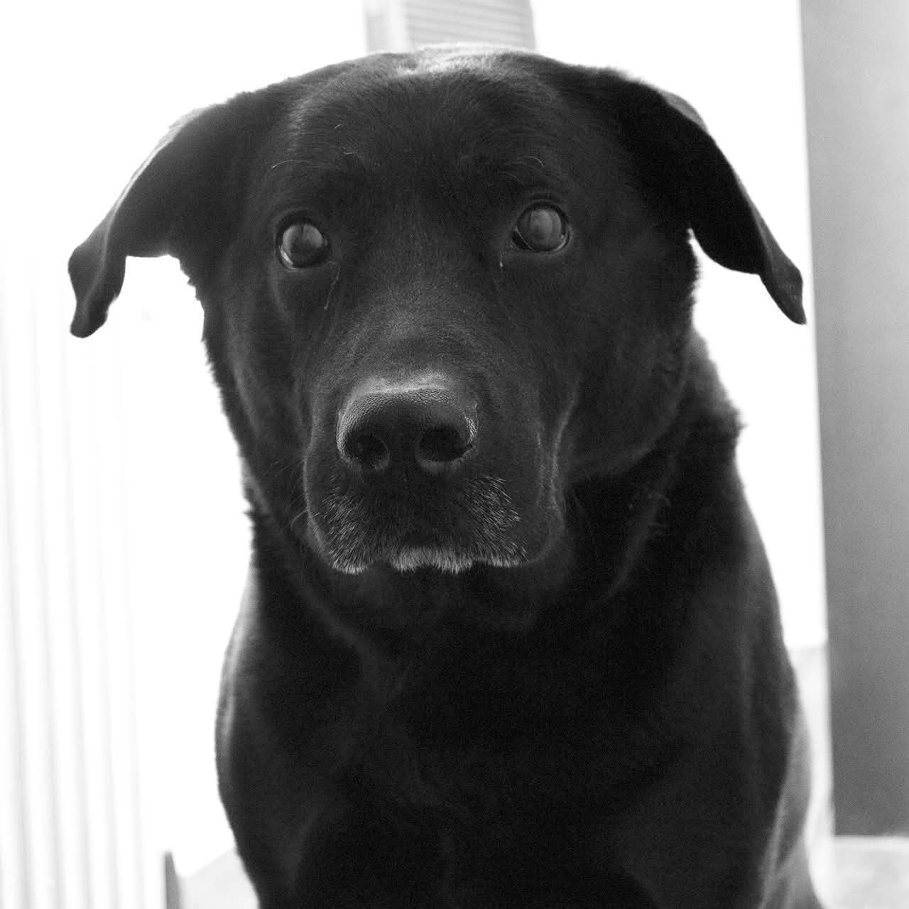 Shadow