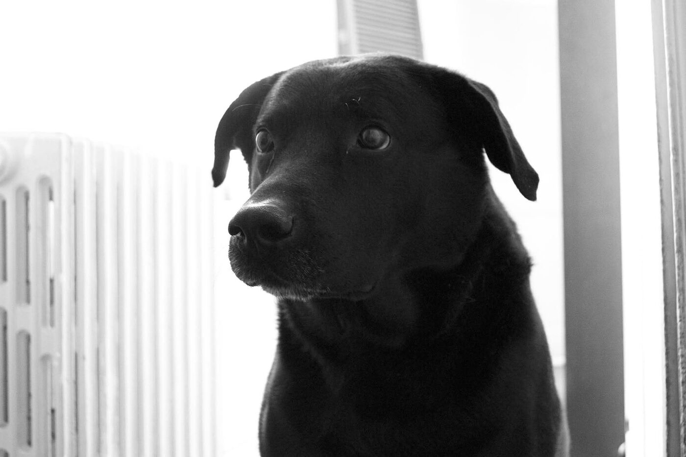 Shadow