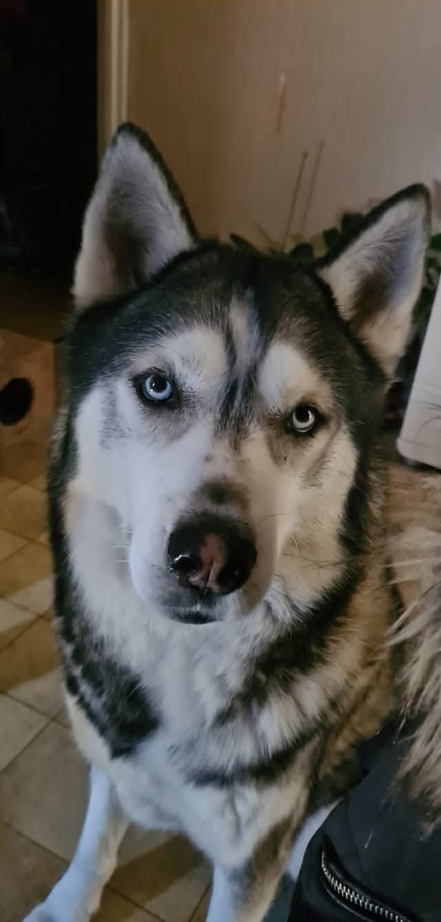 Falco