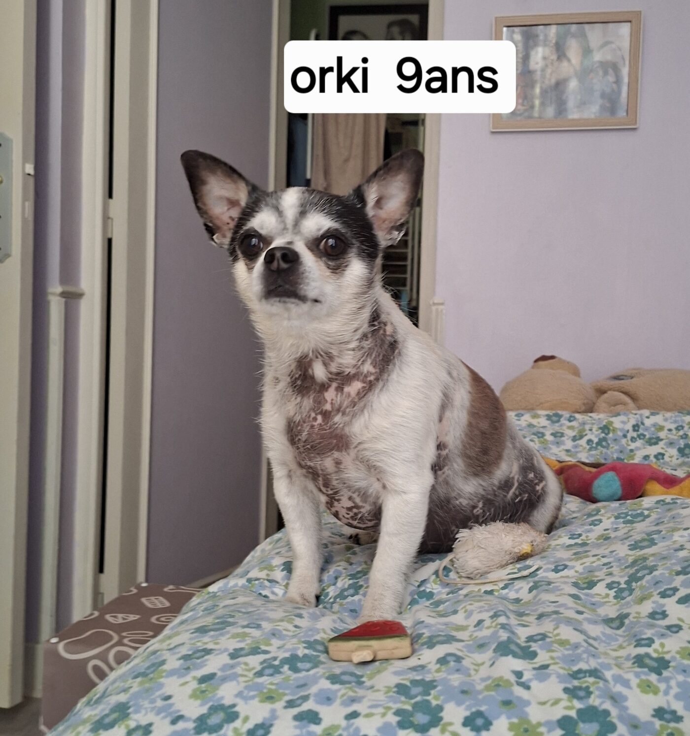 Orki