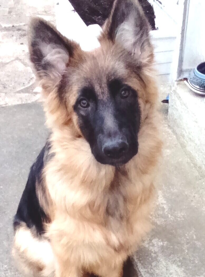 Laska