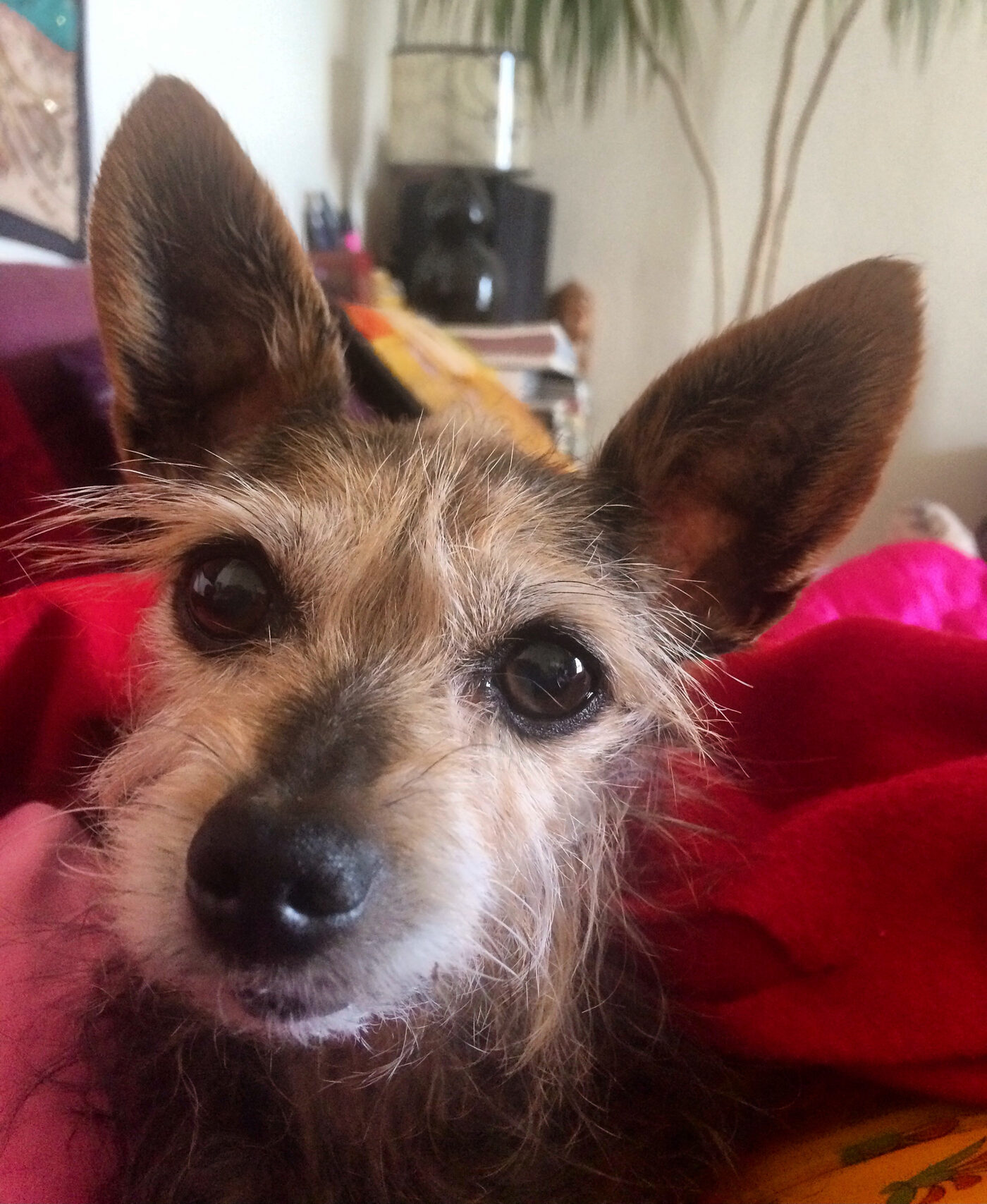 LuLu