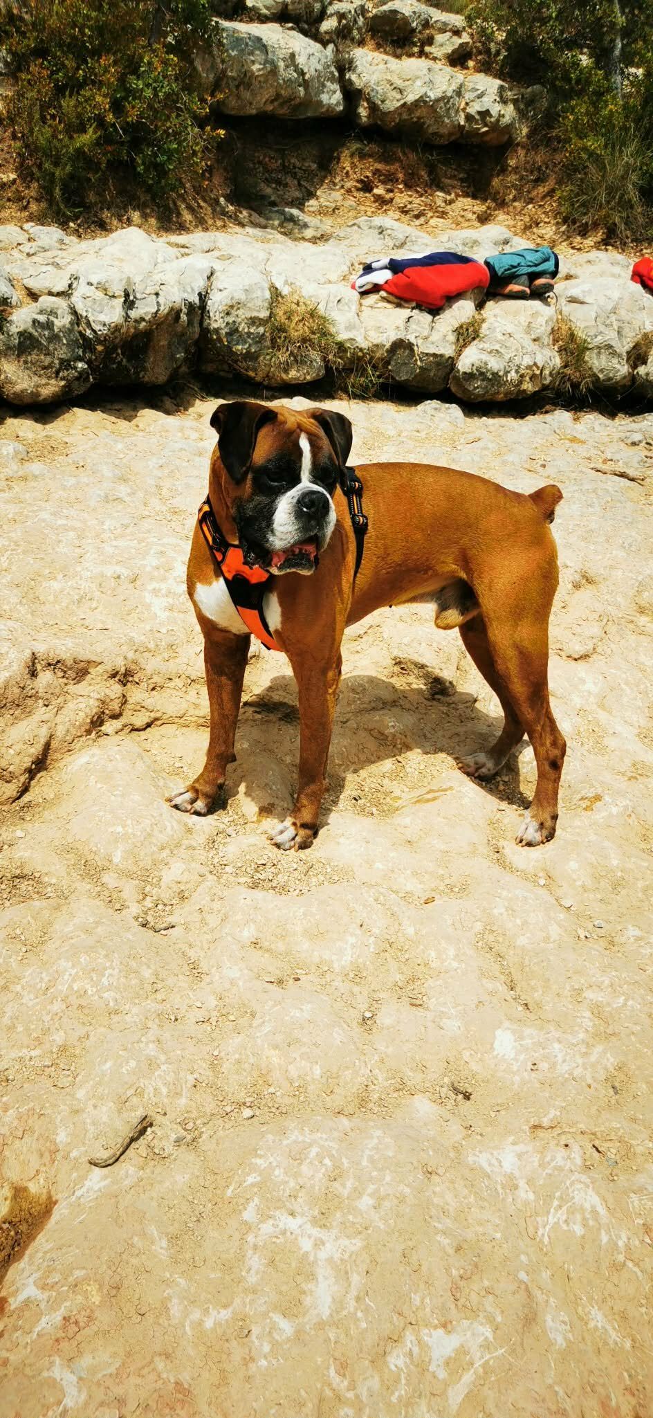 Igor
