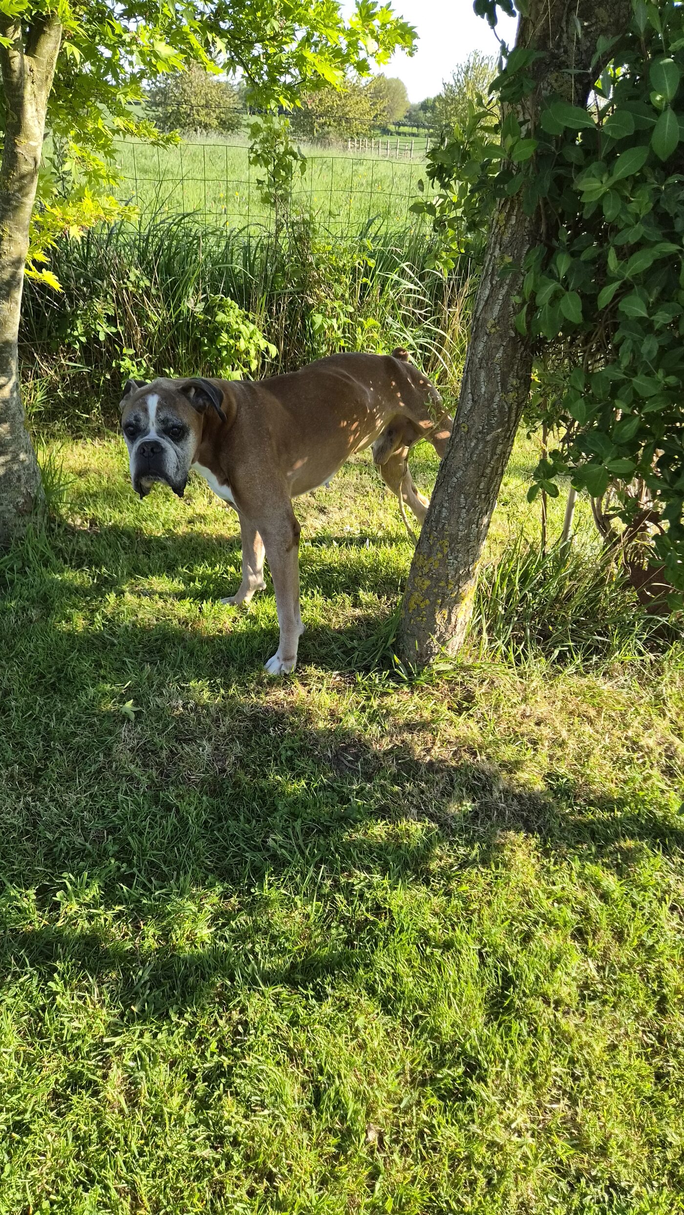Igor
