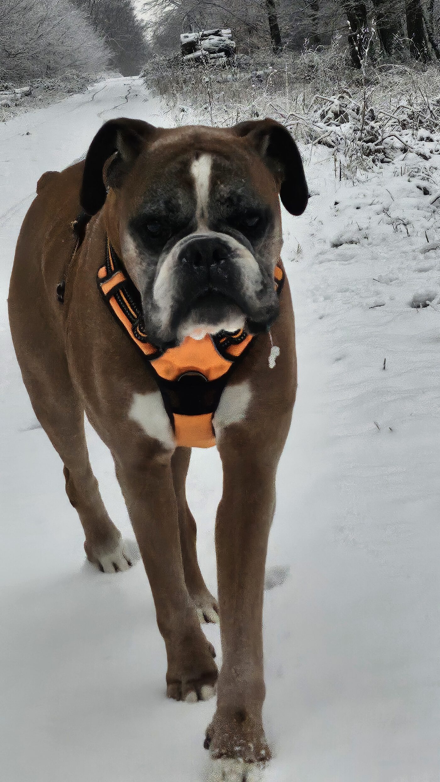 Igor