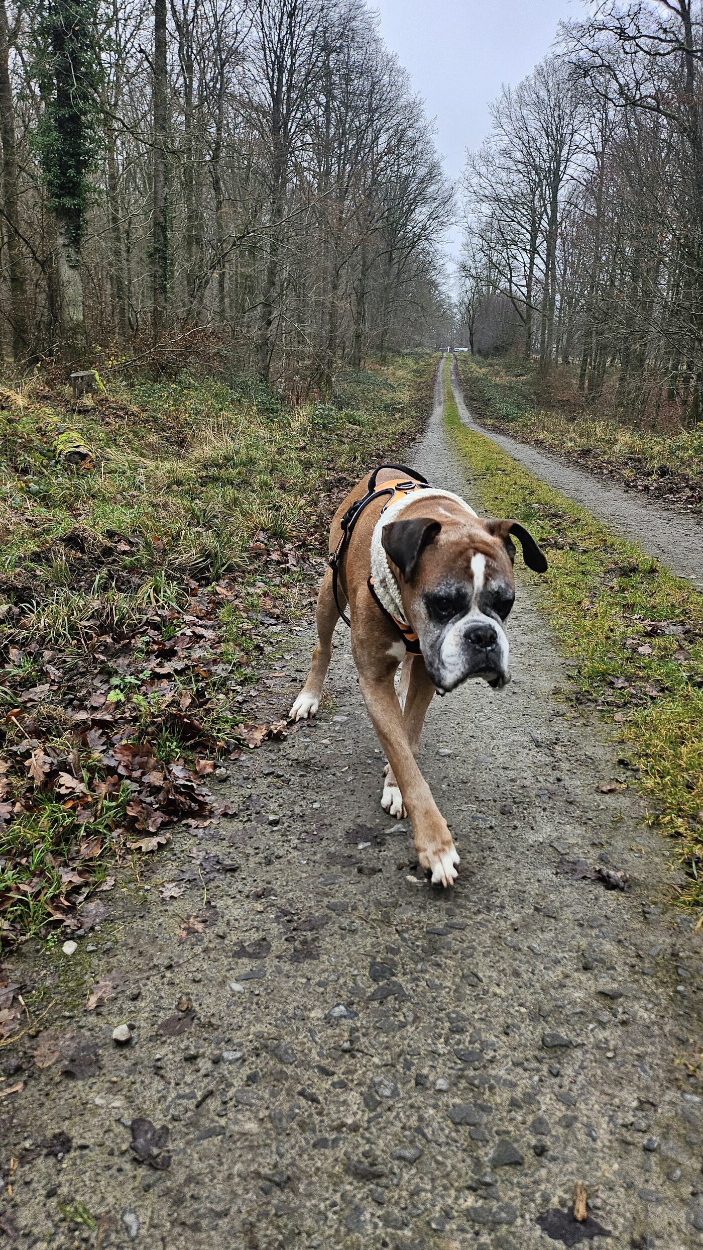 Igor
