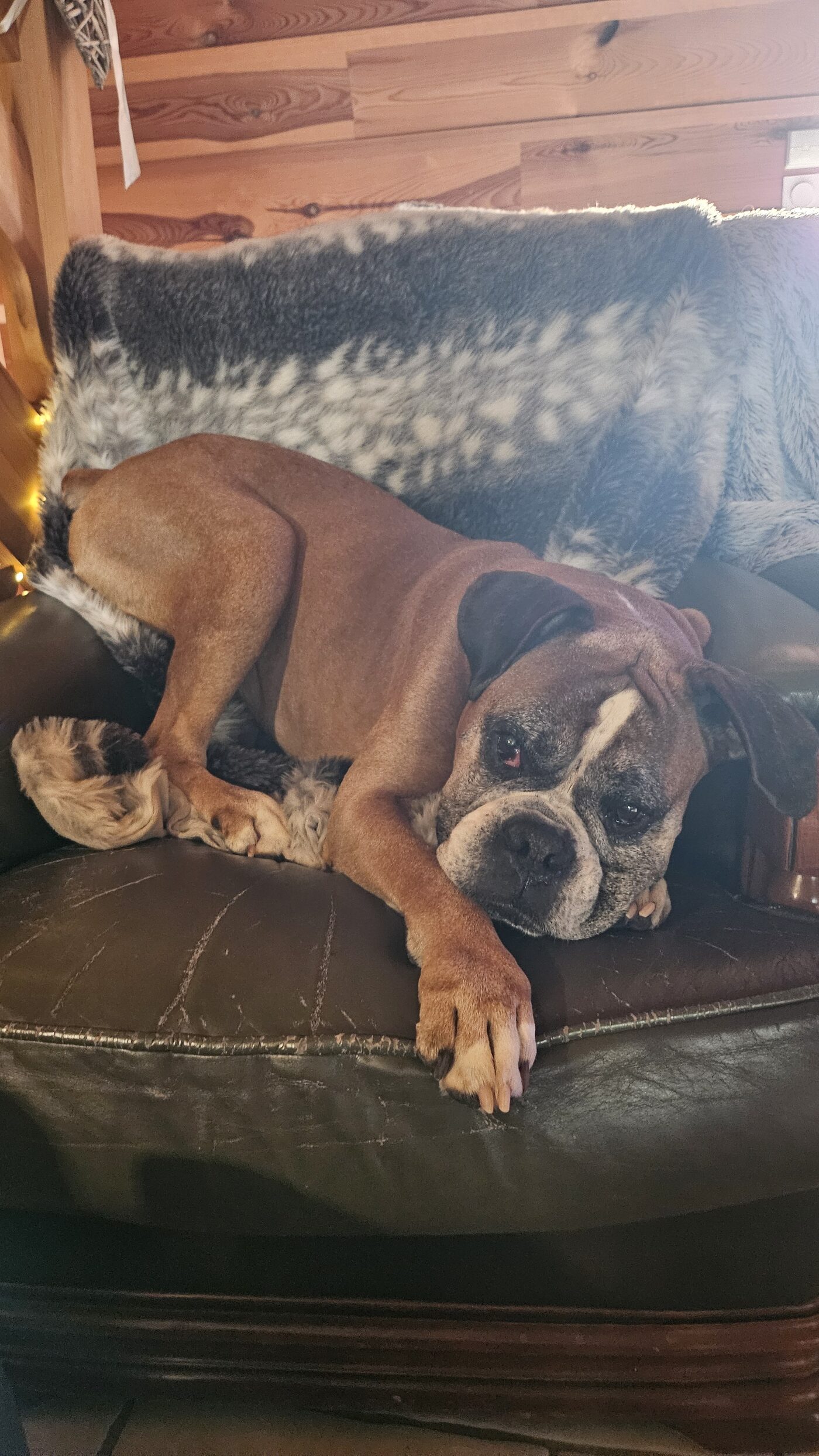 Igor