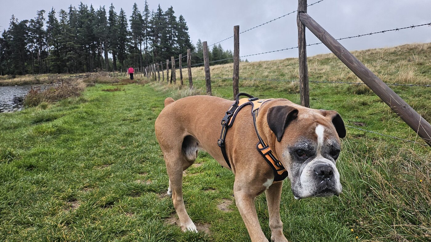 Igor