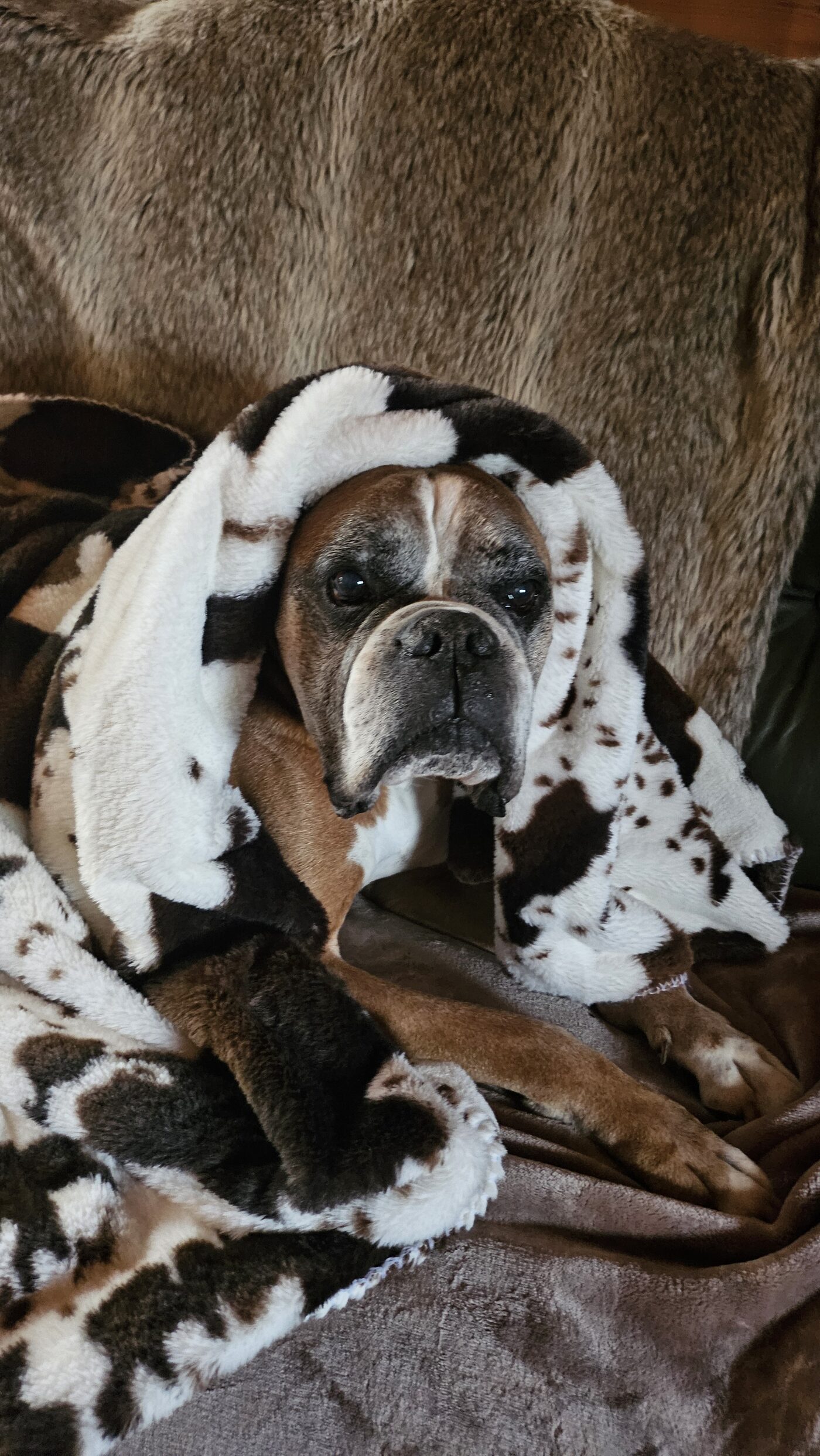 Igor