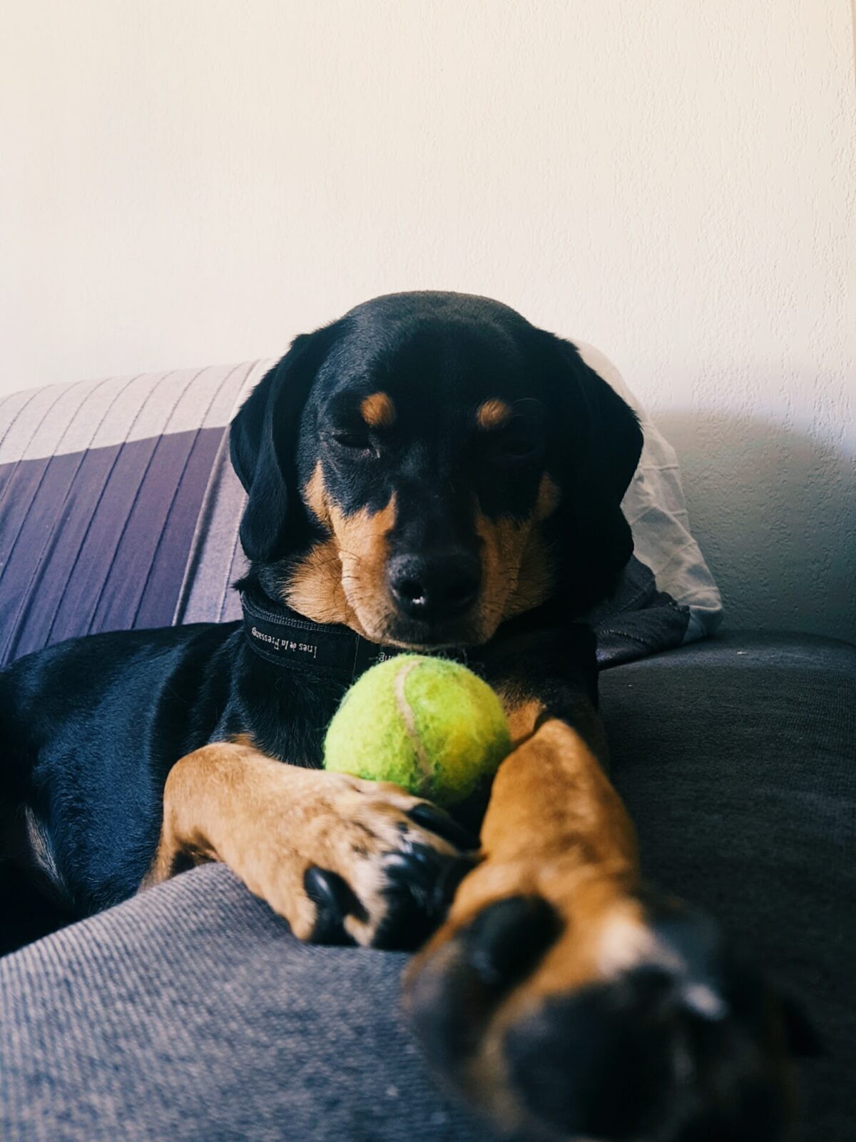 Kyo