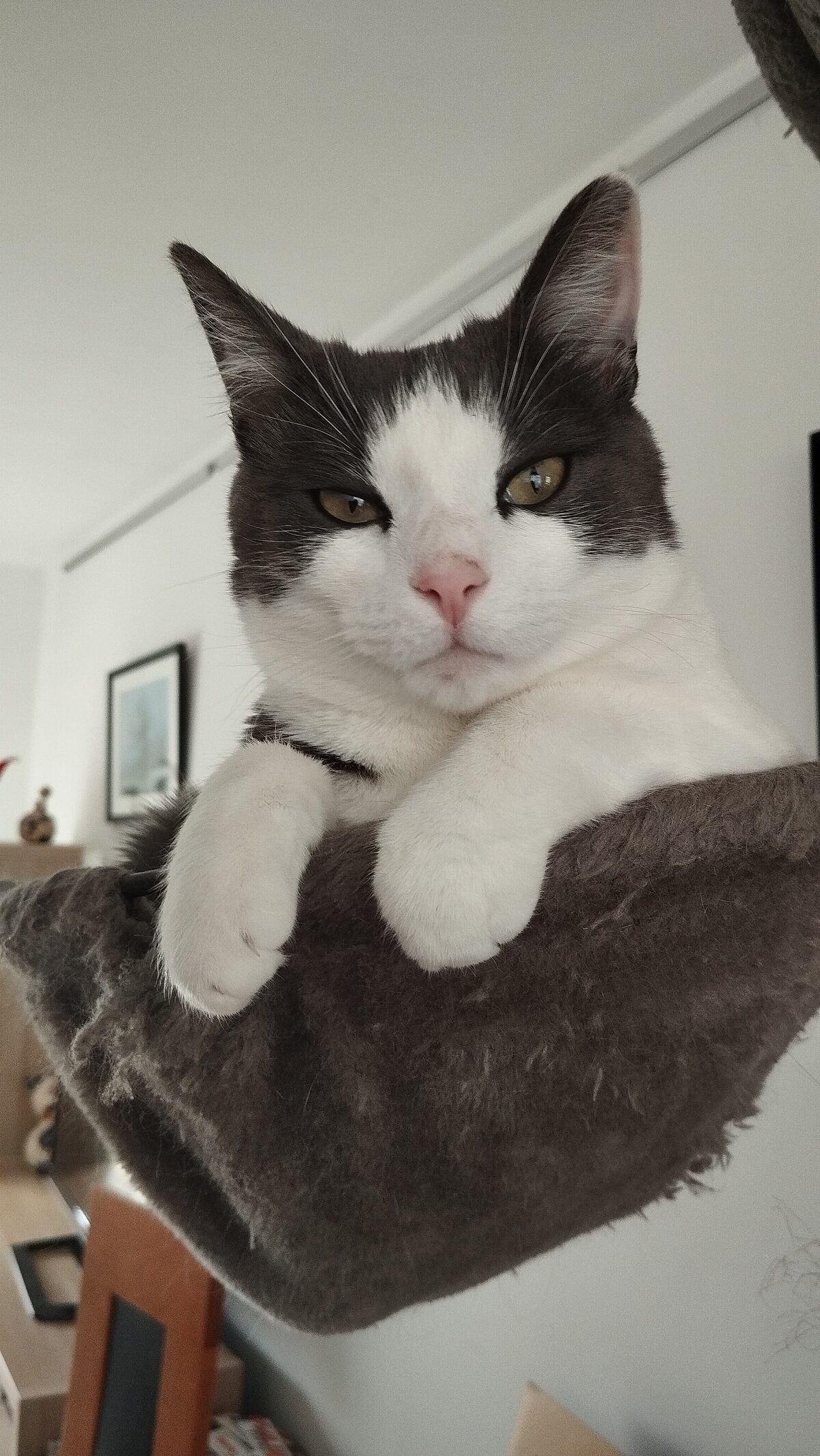 Mia