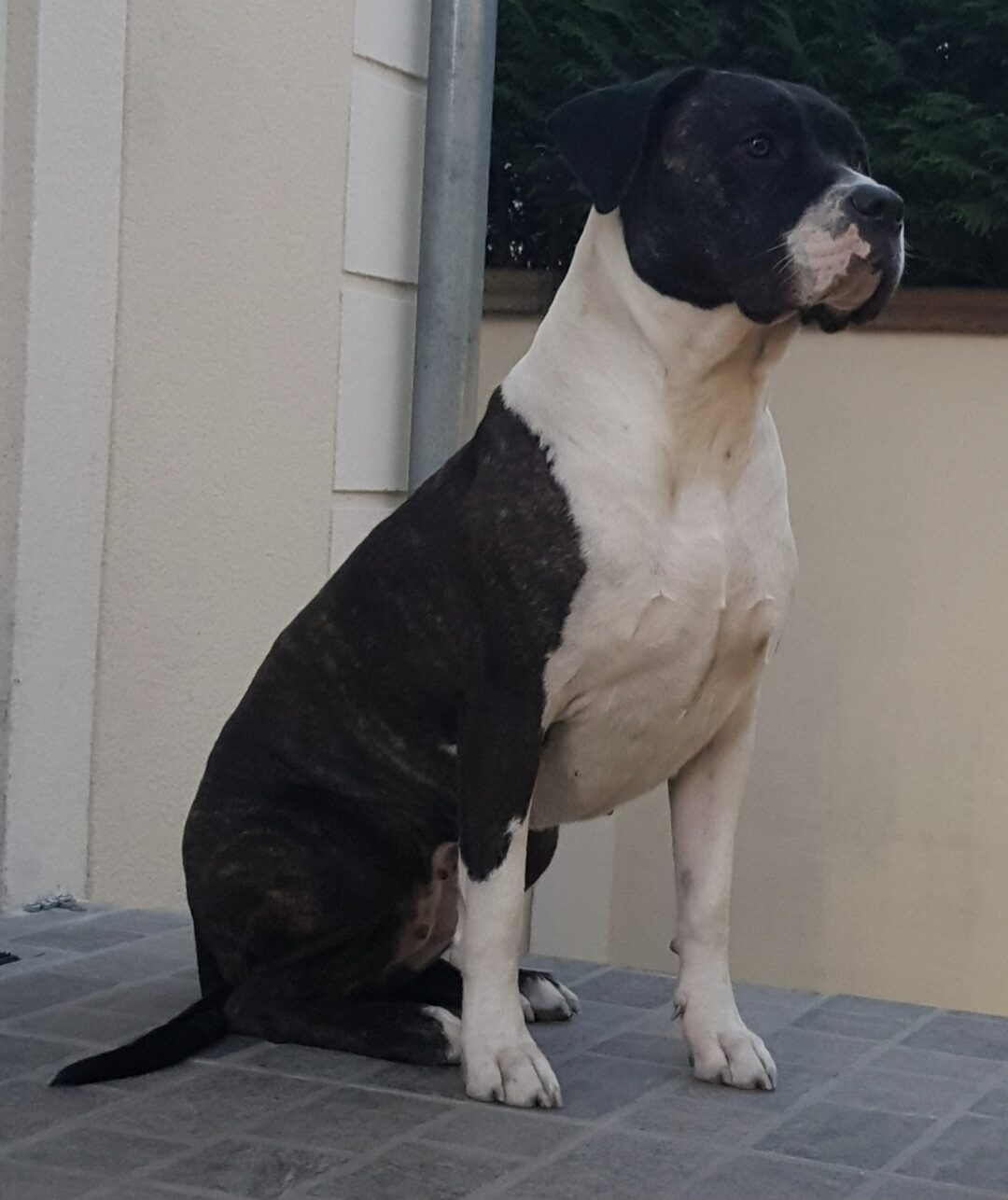Rubis