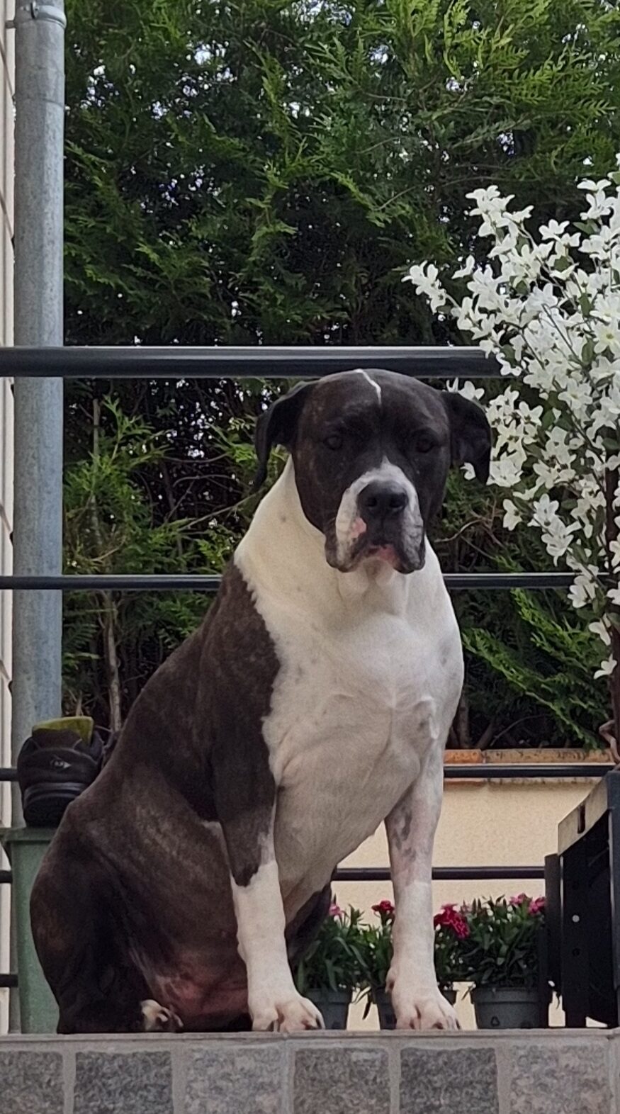 Rubis