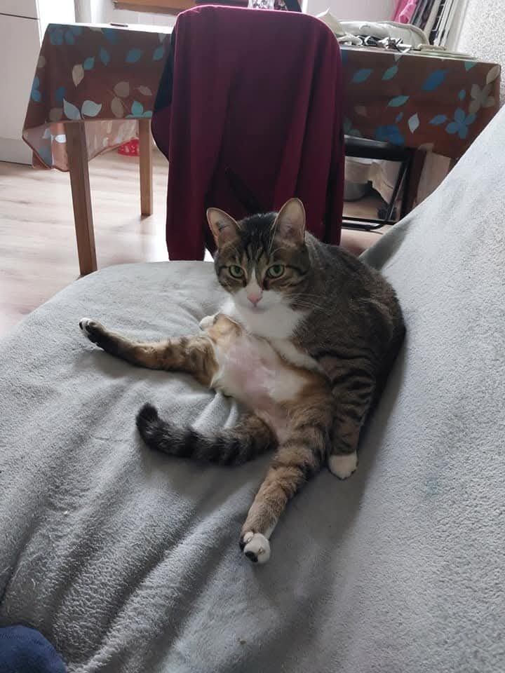 Mistigri