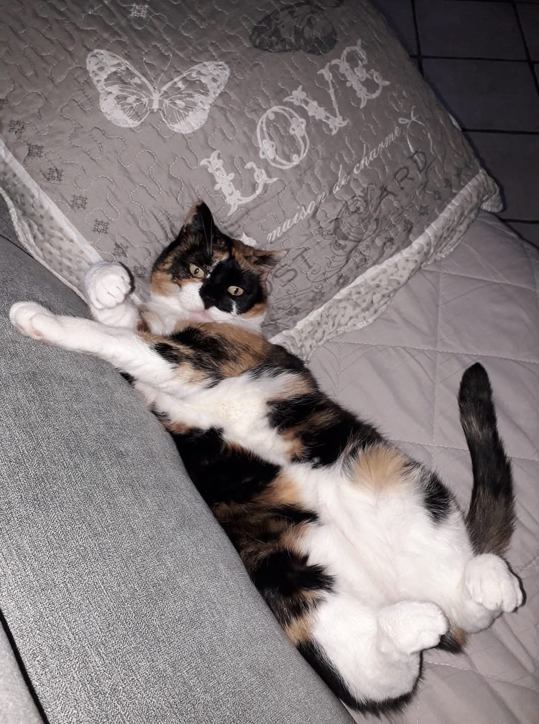 Biscotte