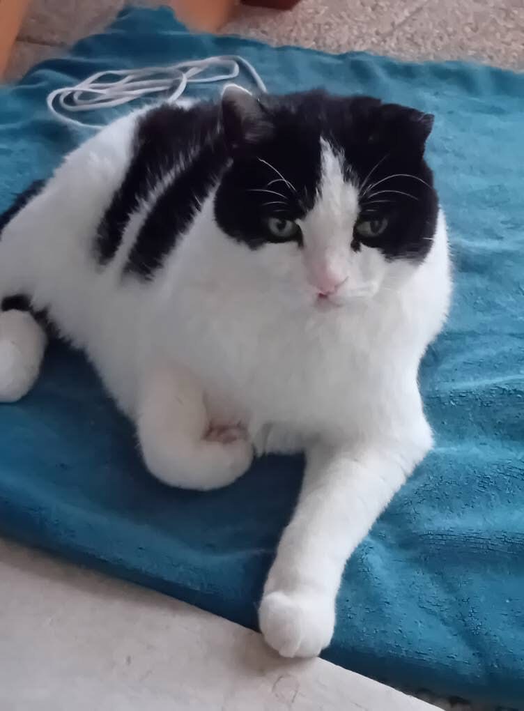 Cacahouète