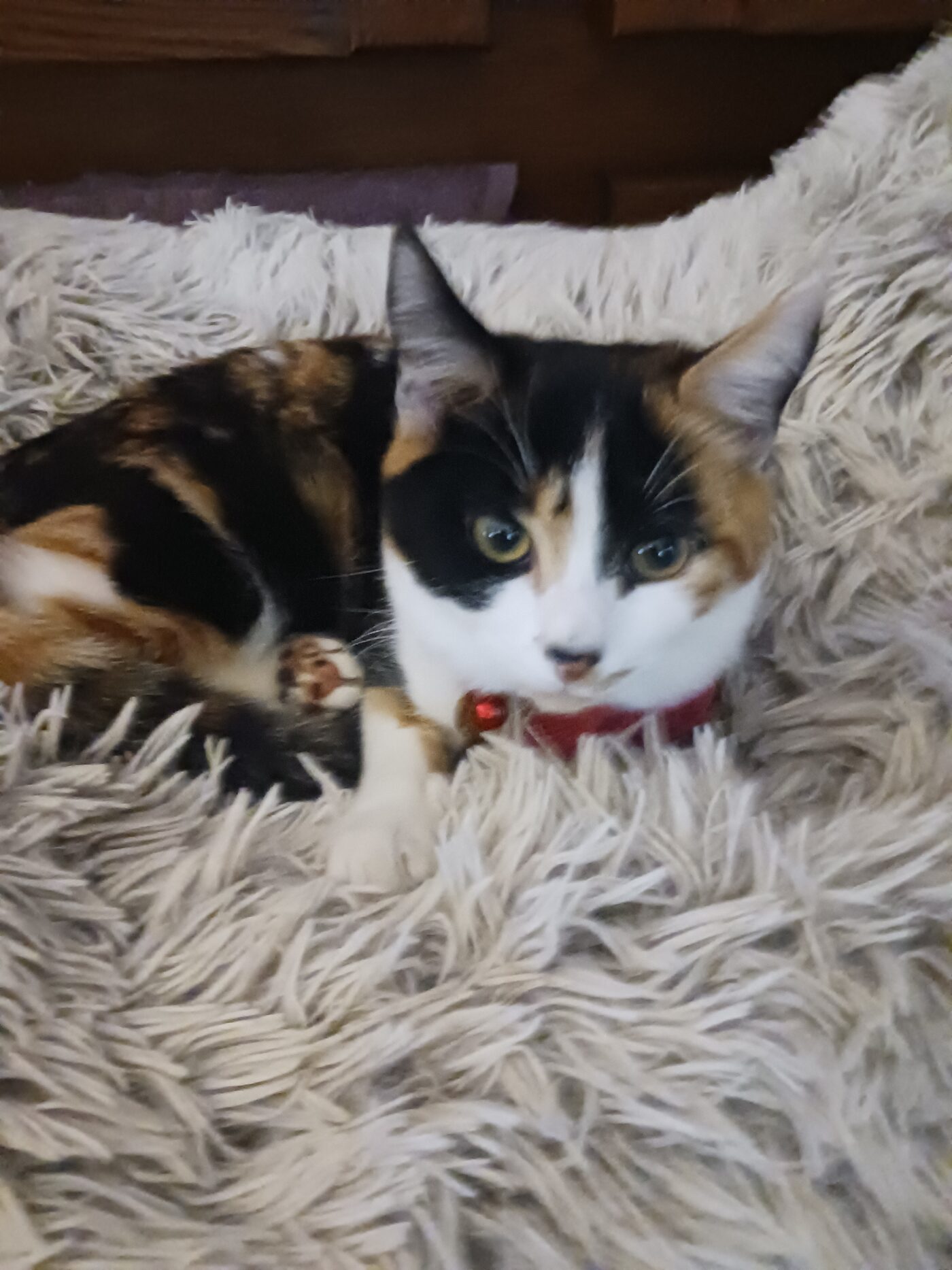 SOLEA