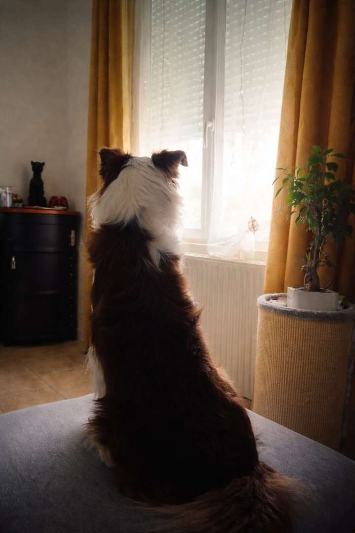 Asko