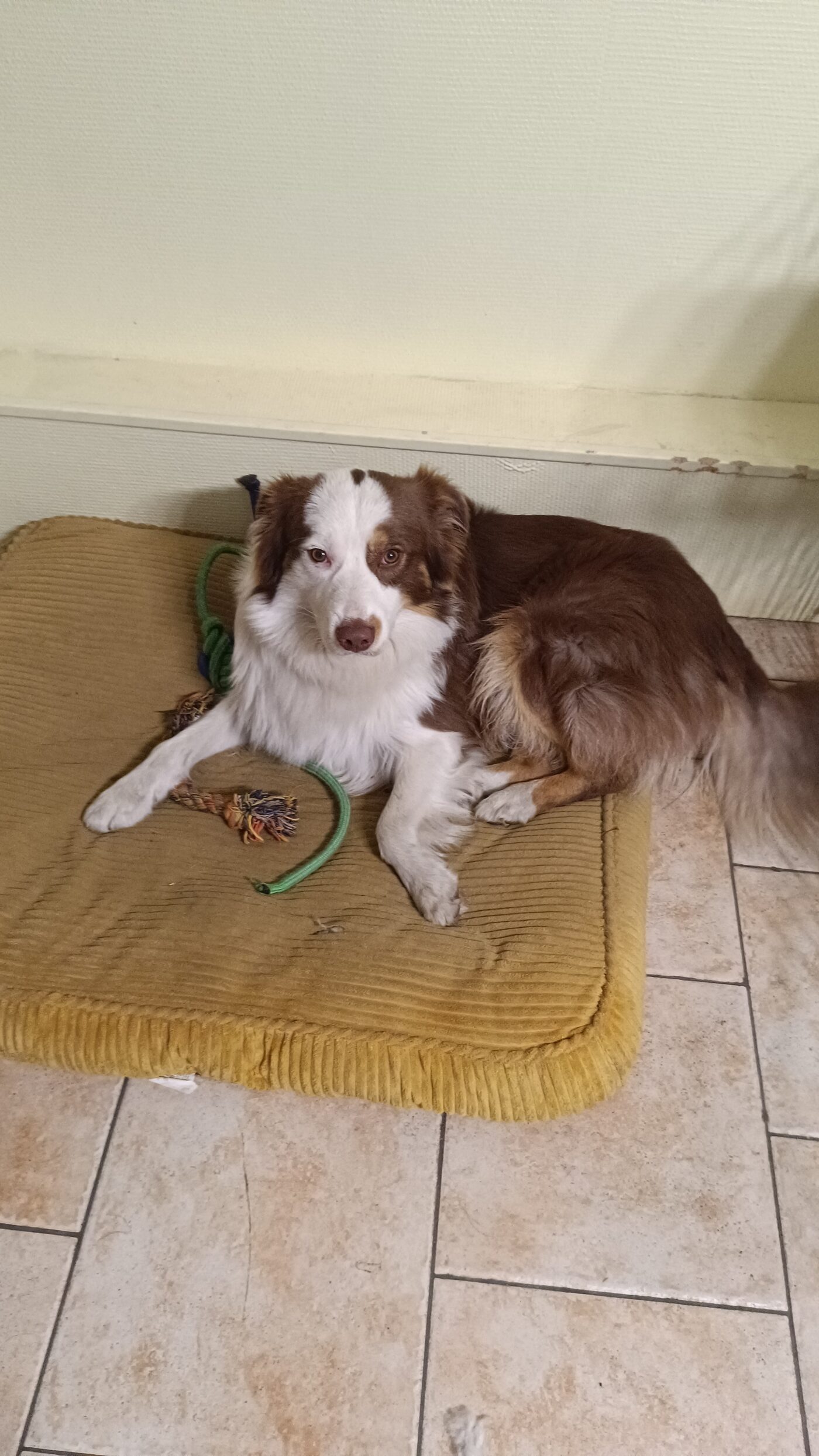 Asko