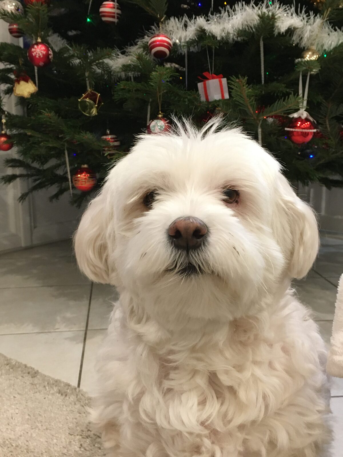 Delphie