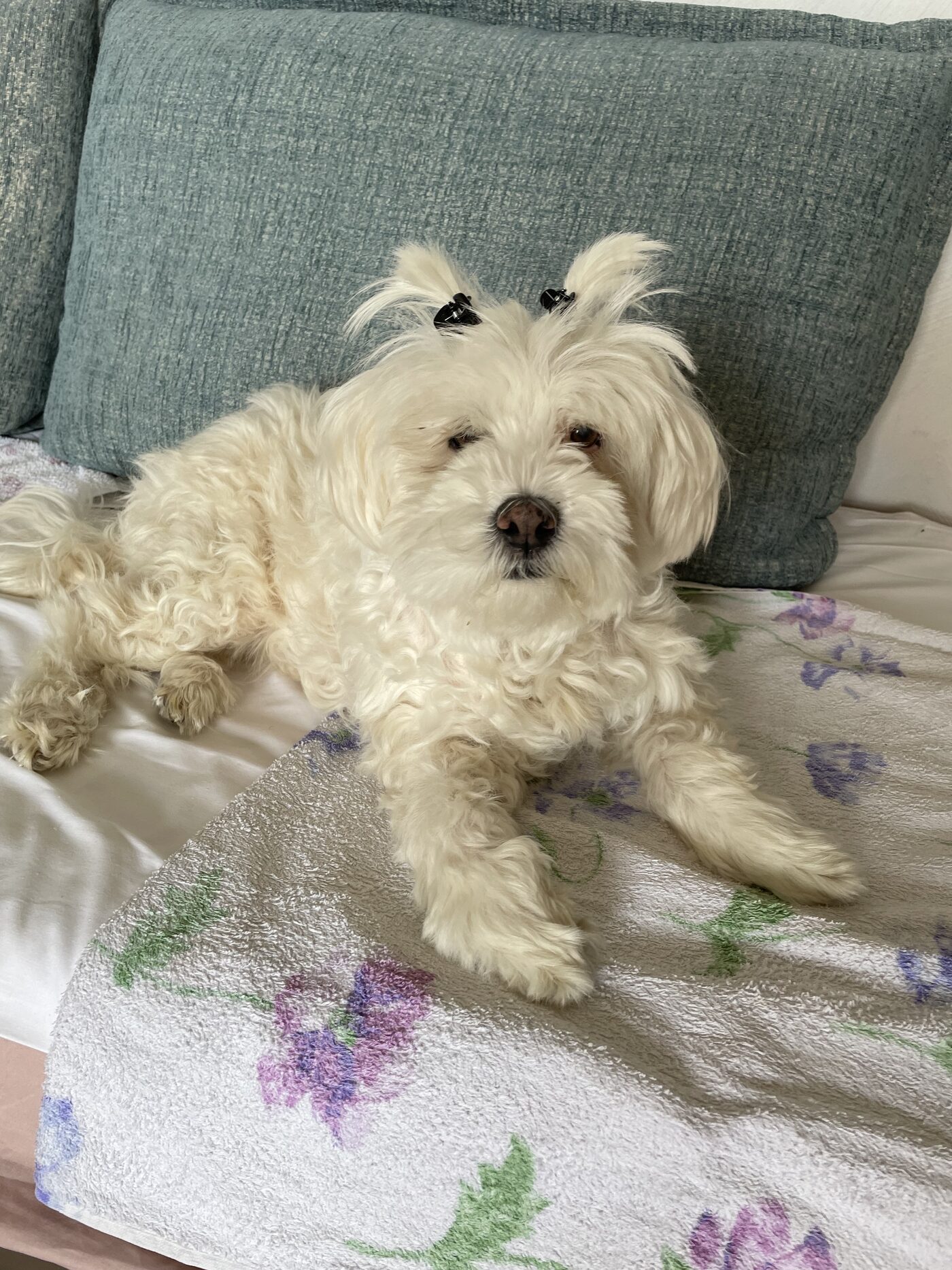 Delphie