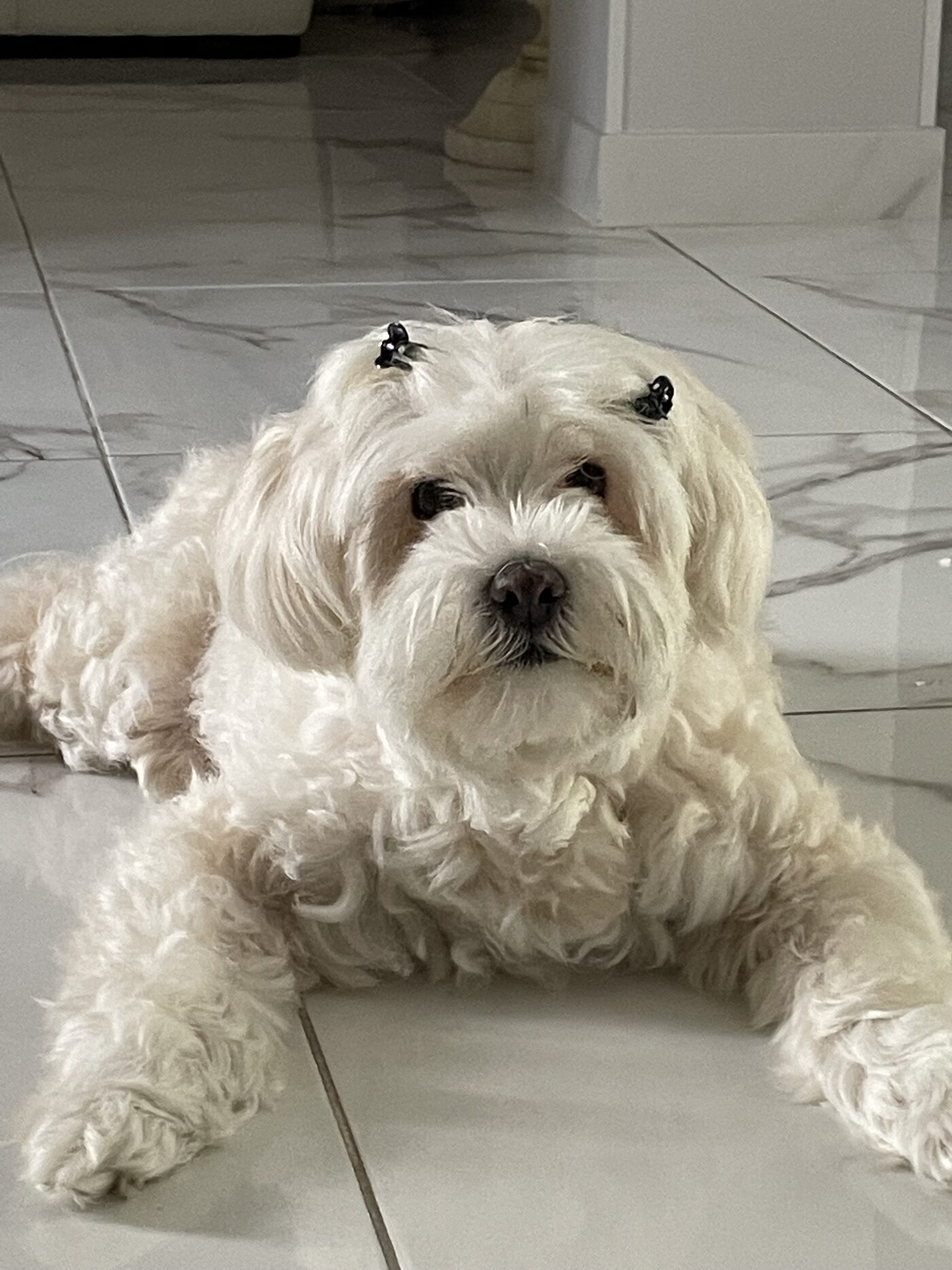 Delphie