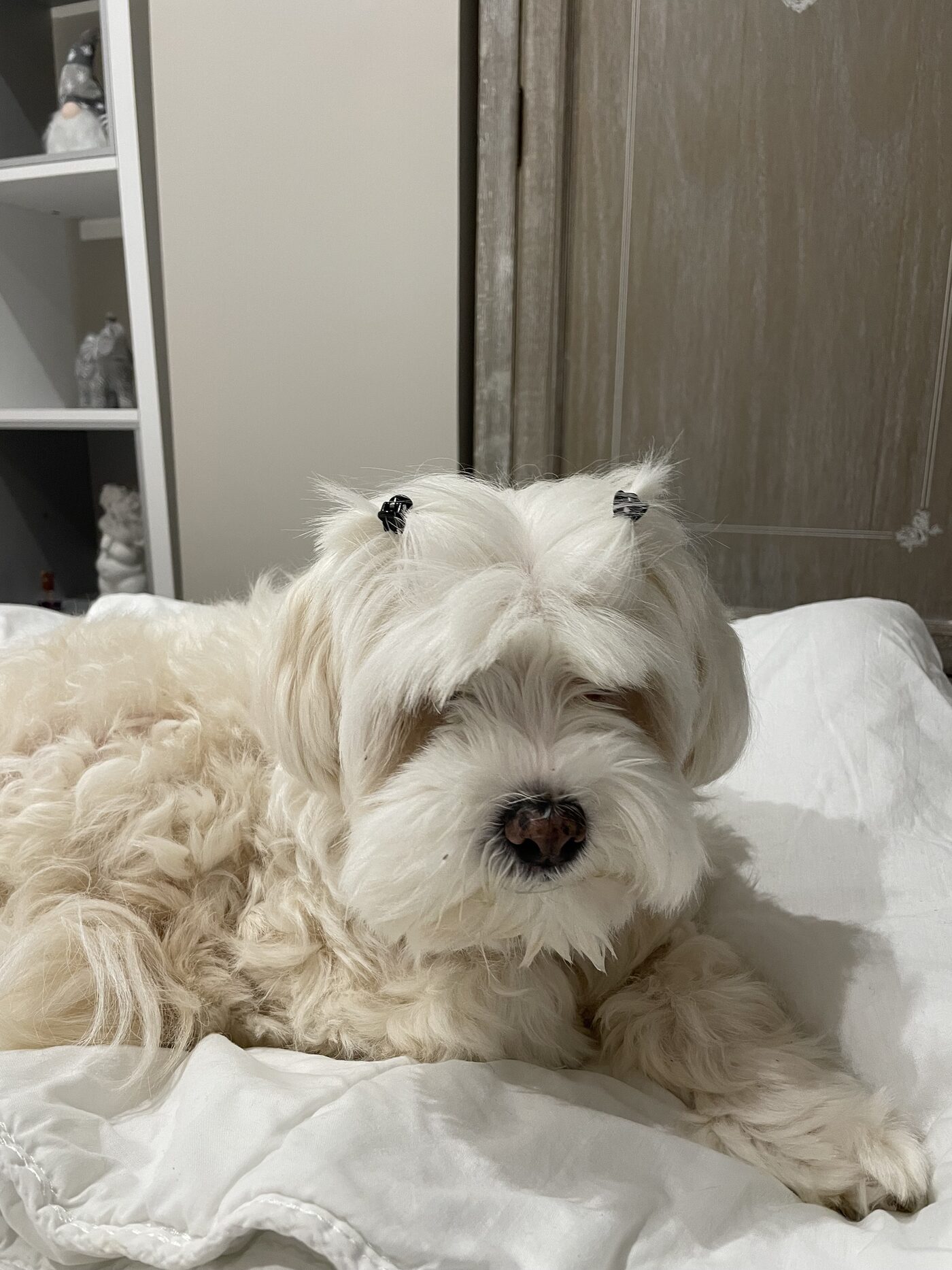 Delphie