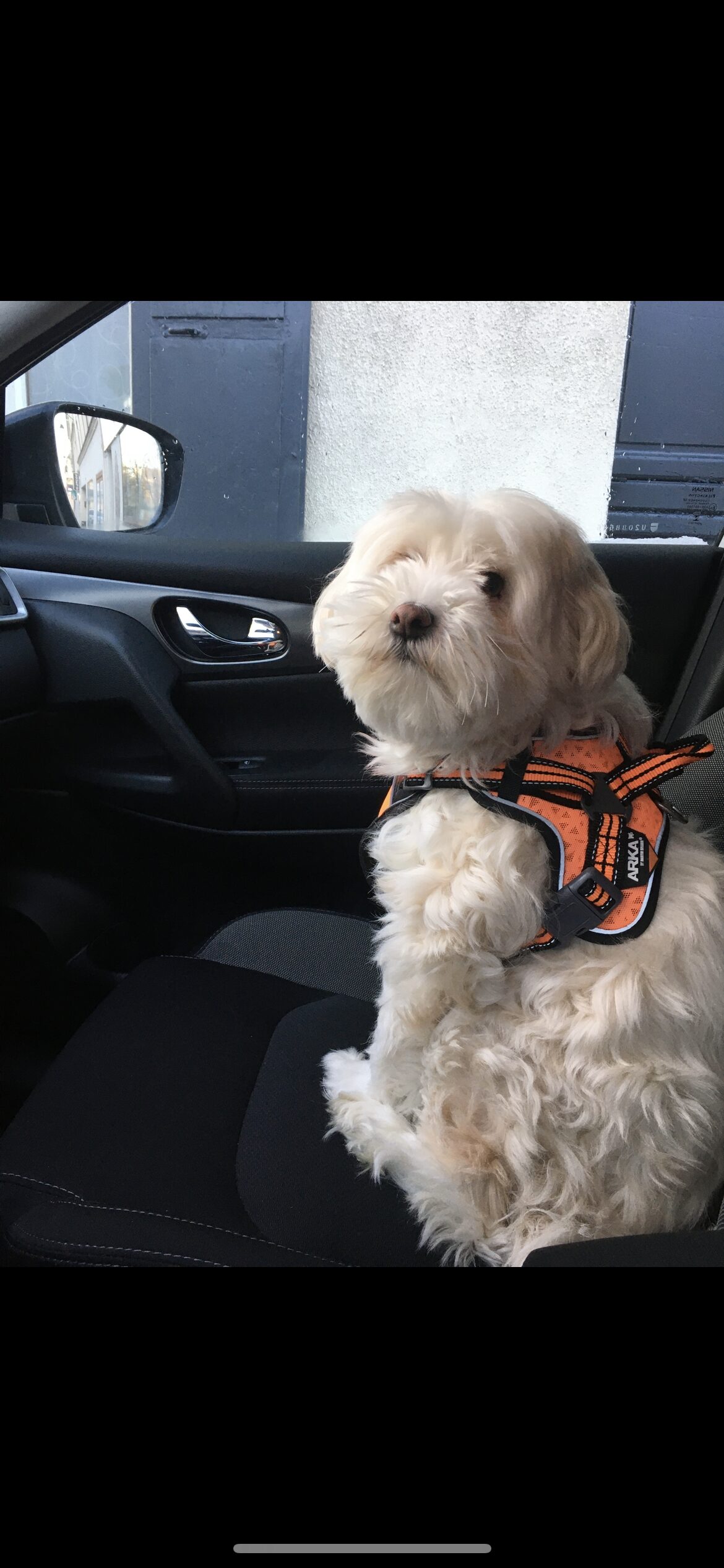 Delphie