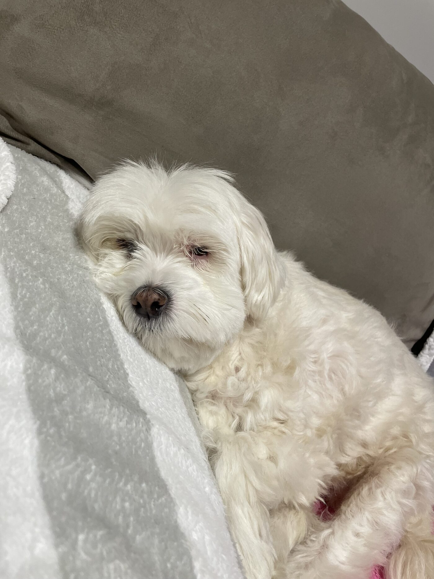 Delphie