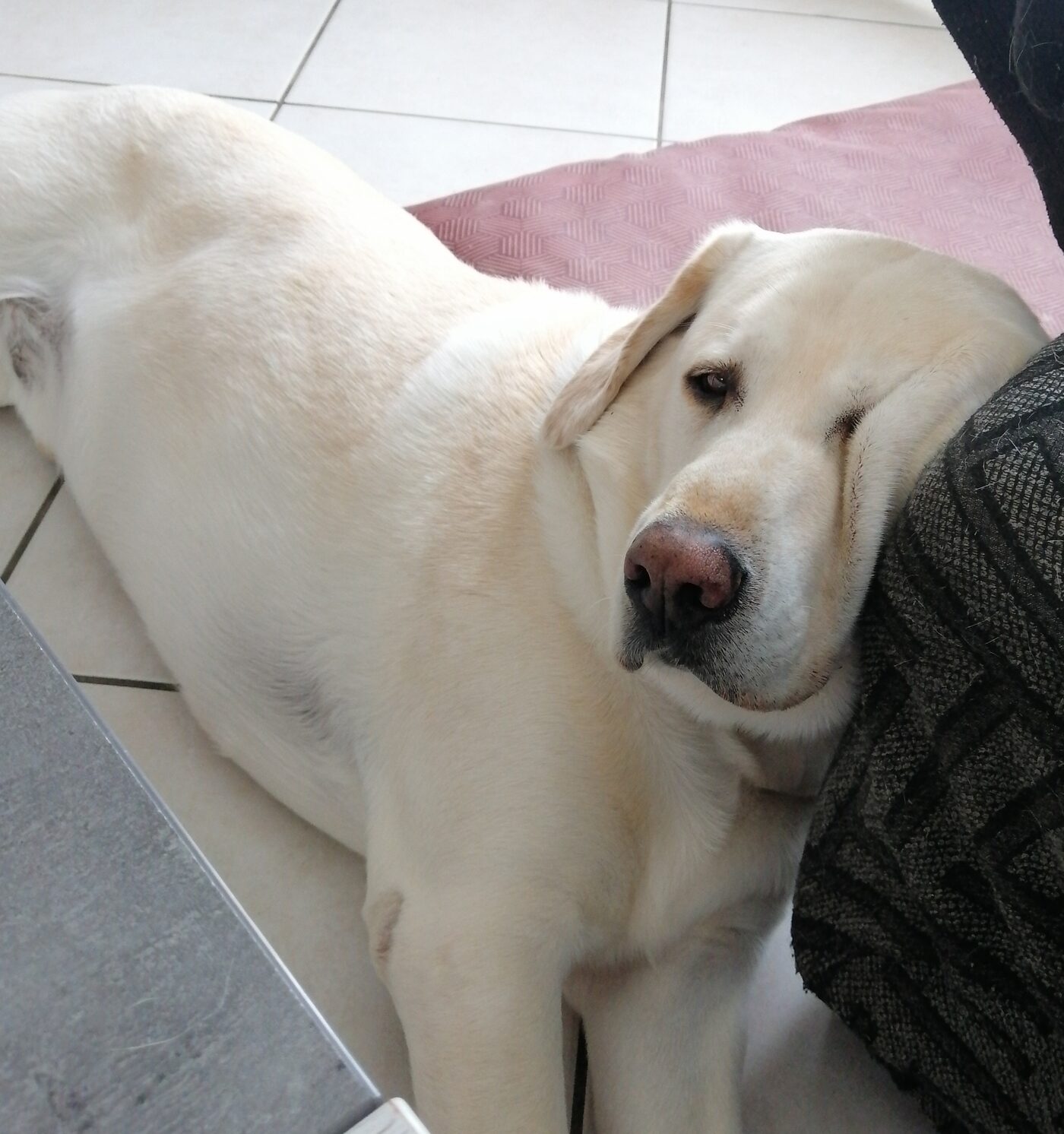 Kouky