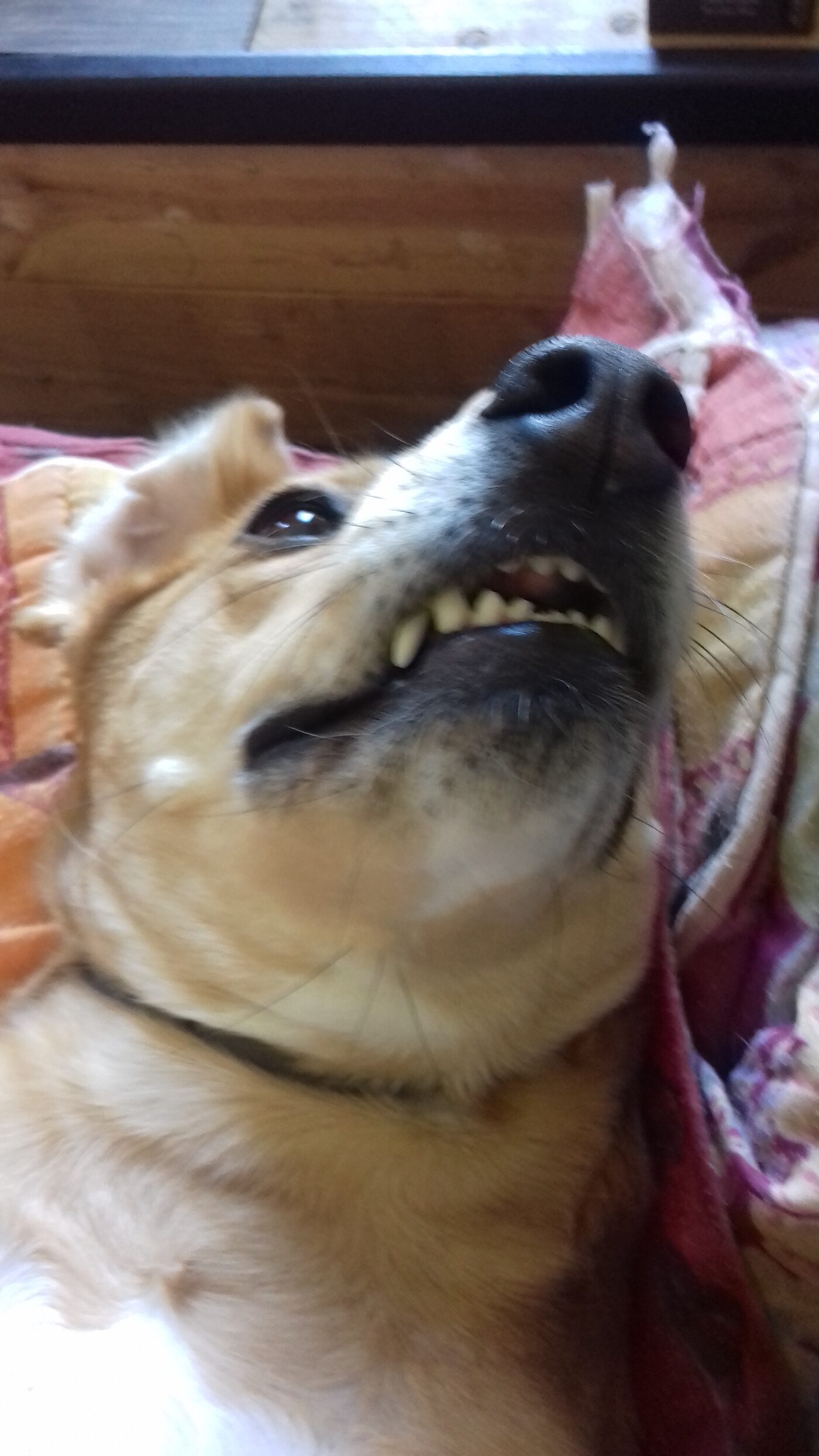 Vanille