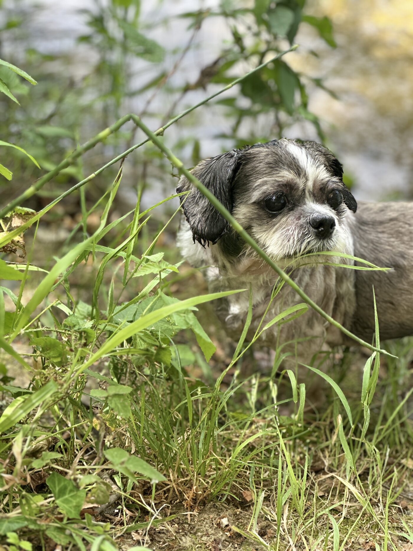 Yuki