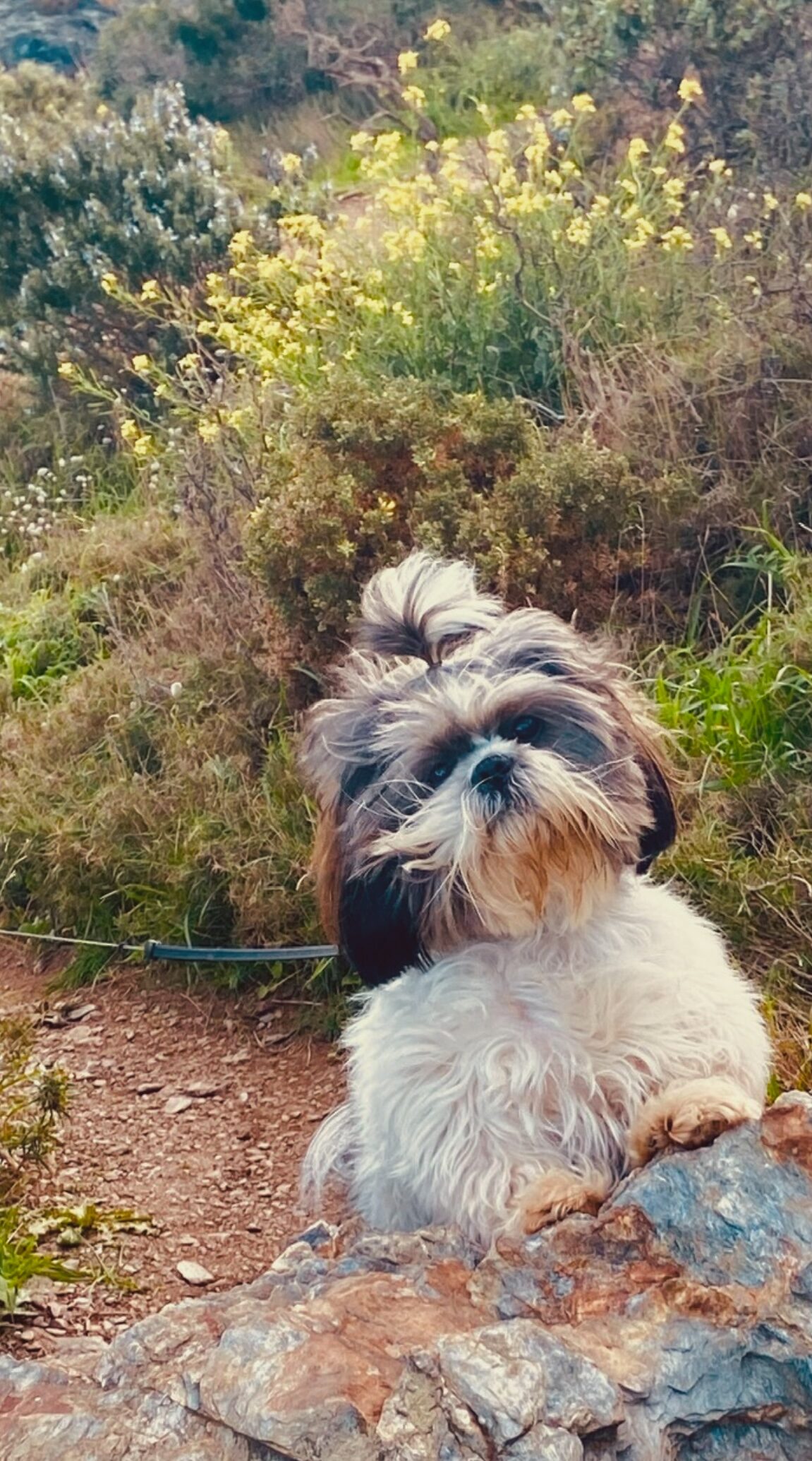 Yuki