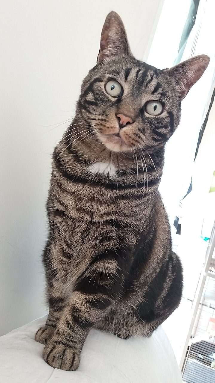 Pépère Doog