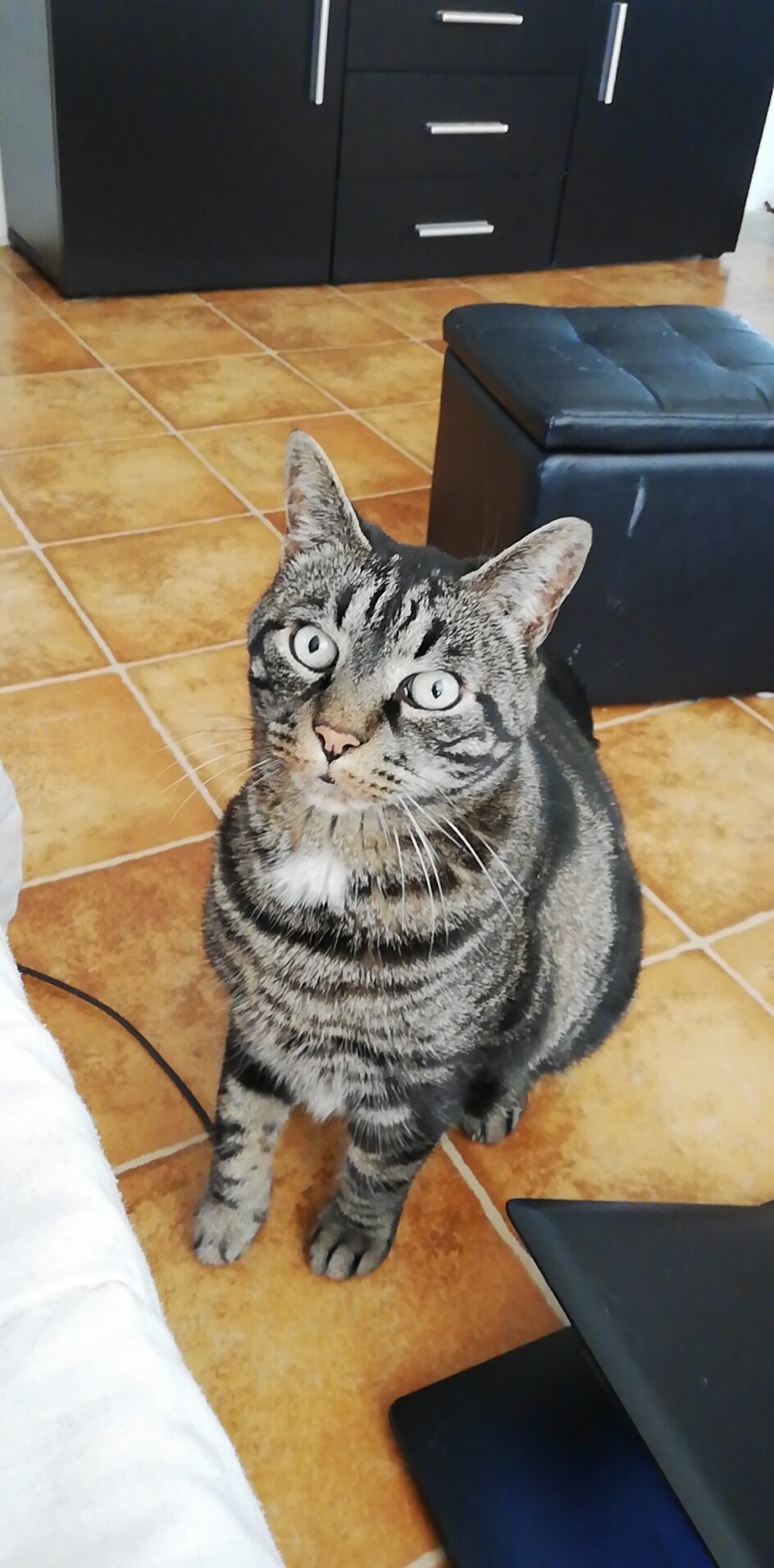 Pépère Doog
