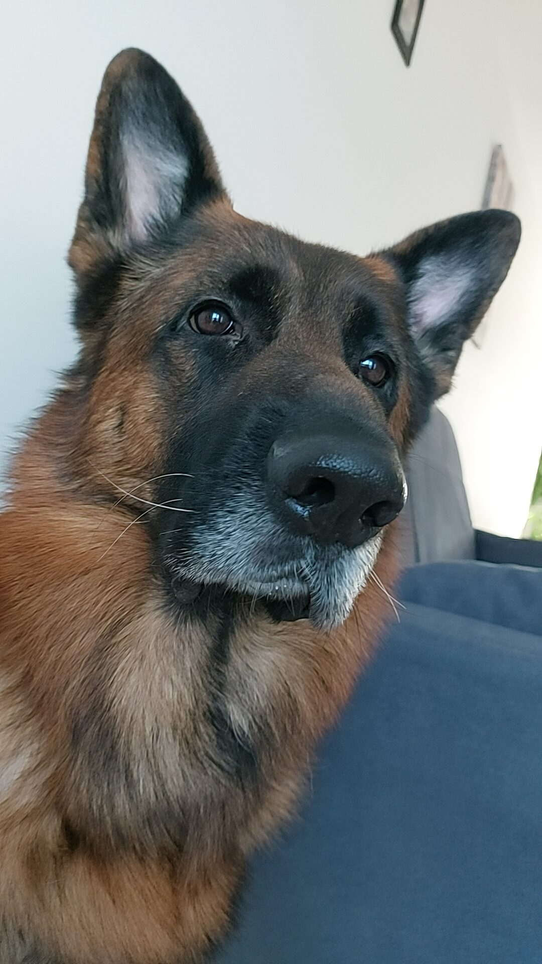 Pumba