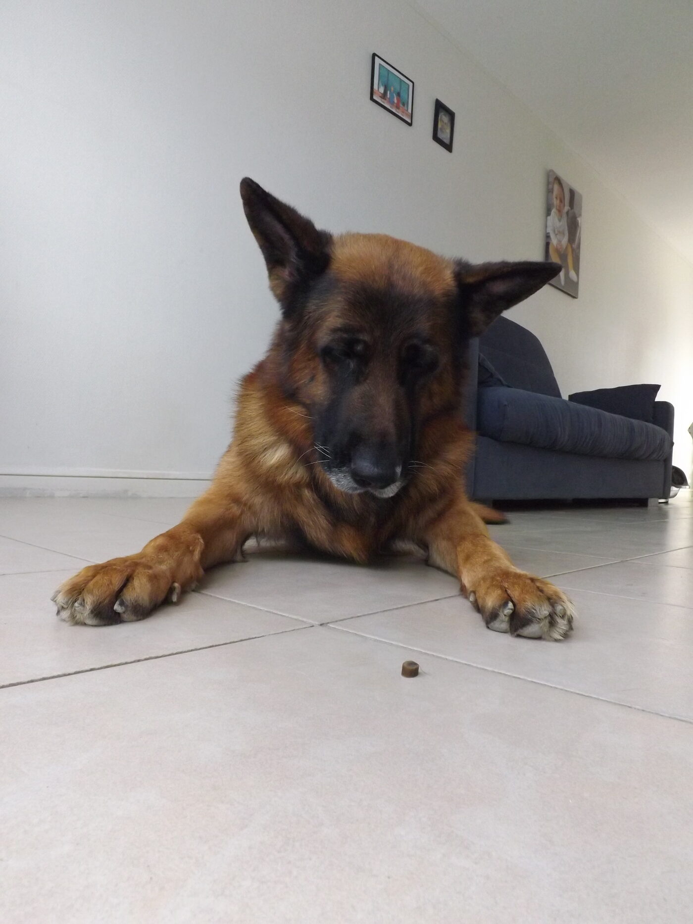 Pumba