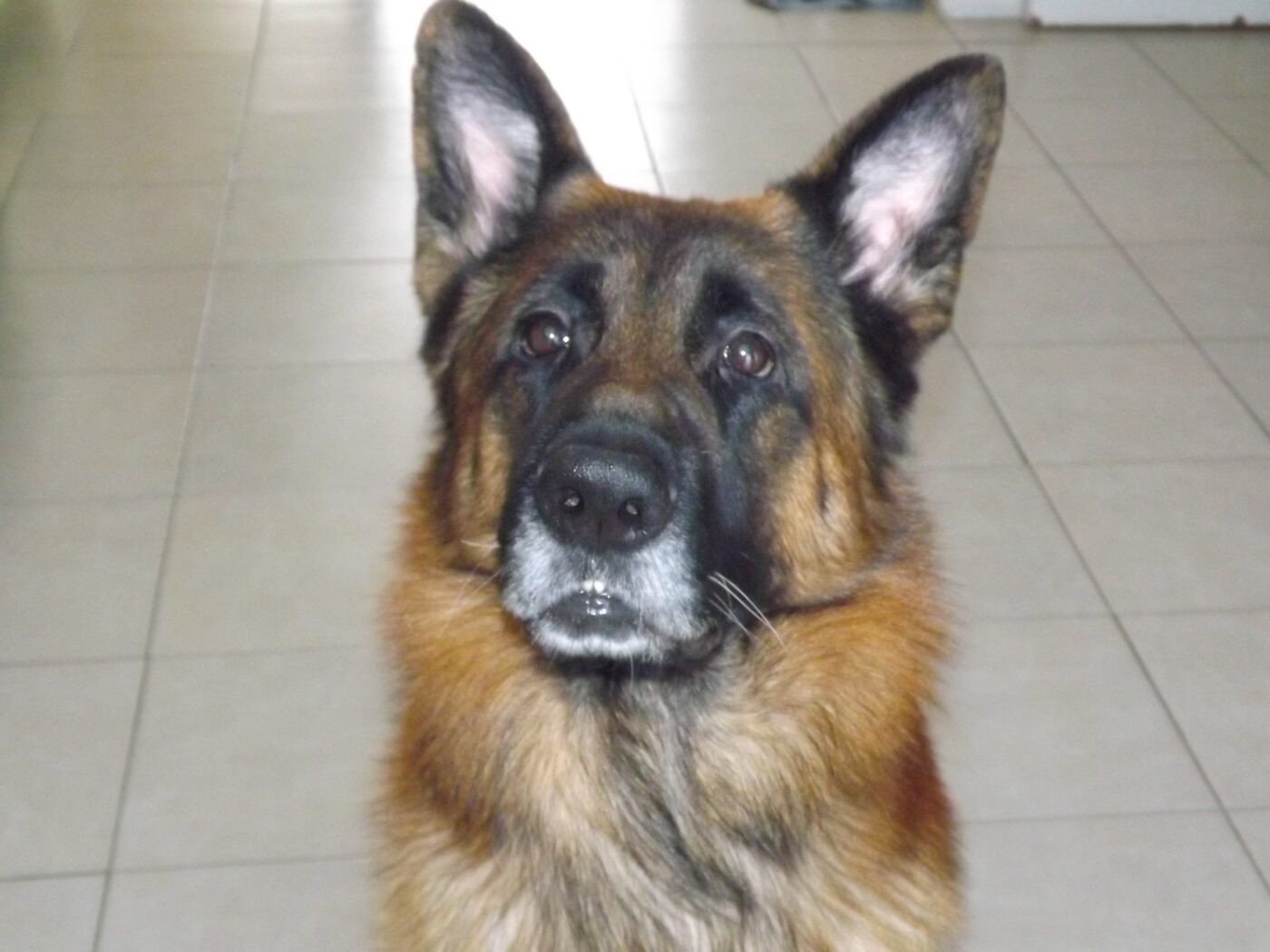 Pumba