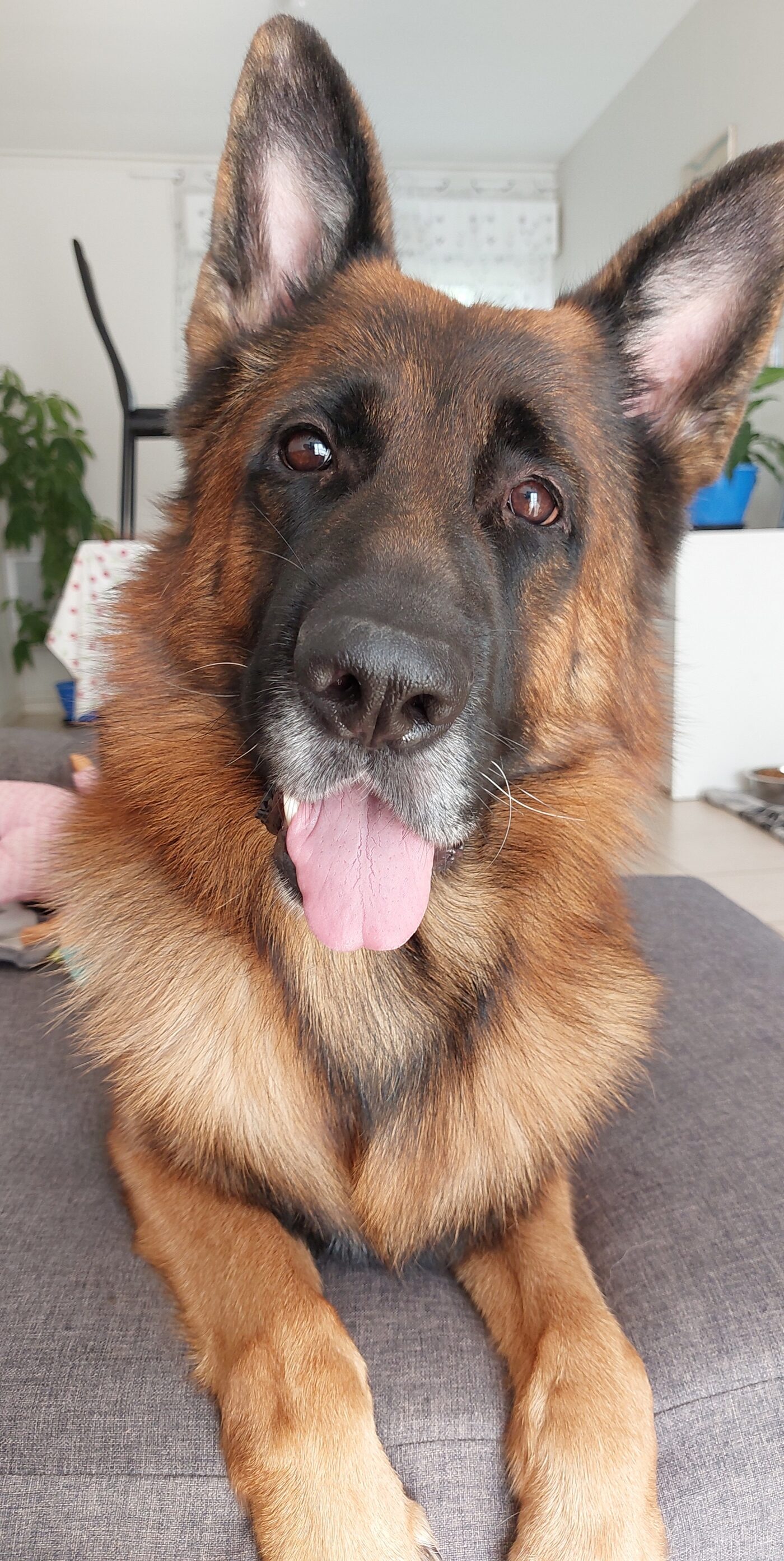 Pumba