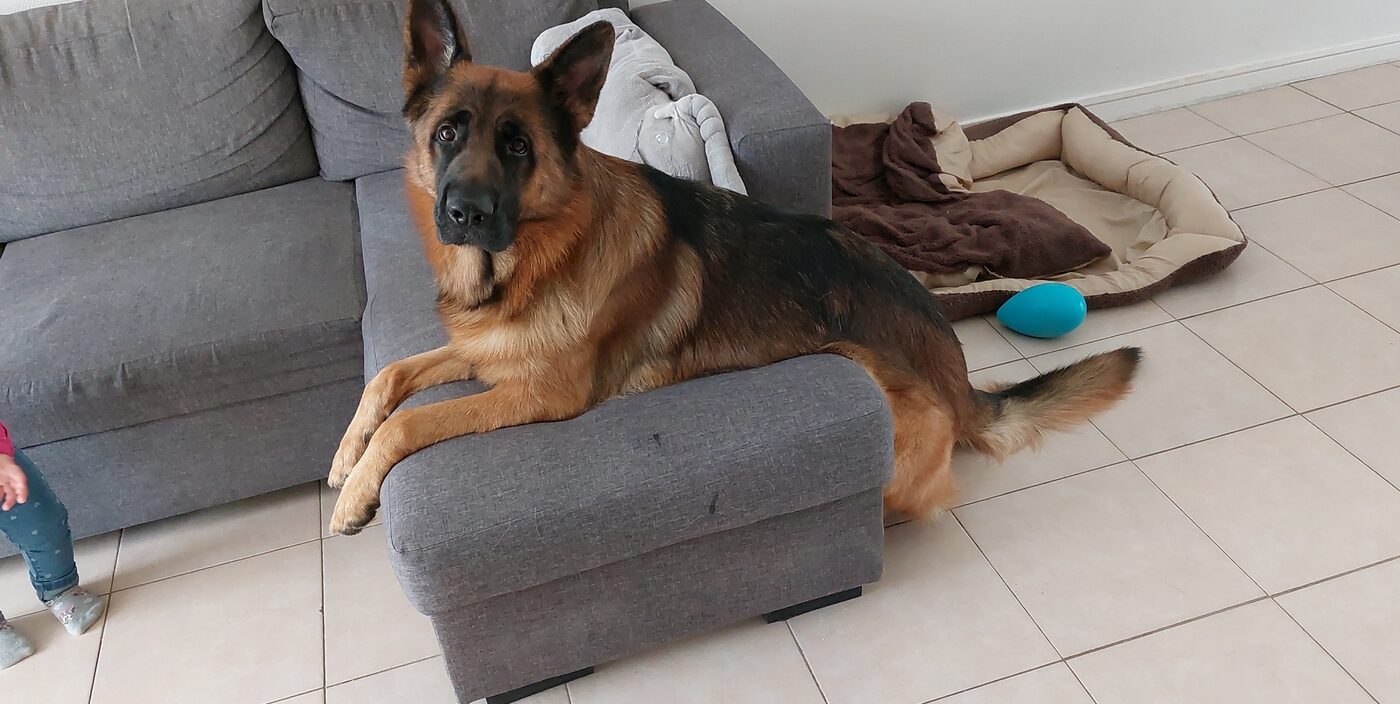 Pumba