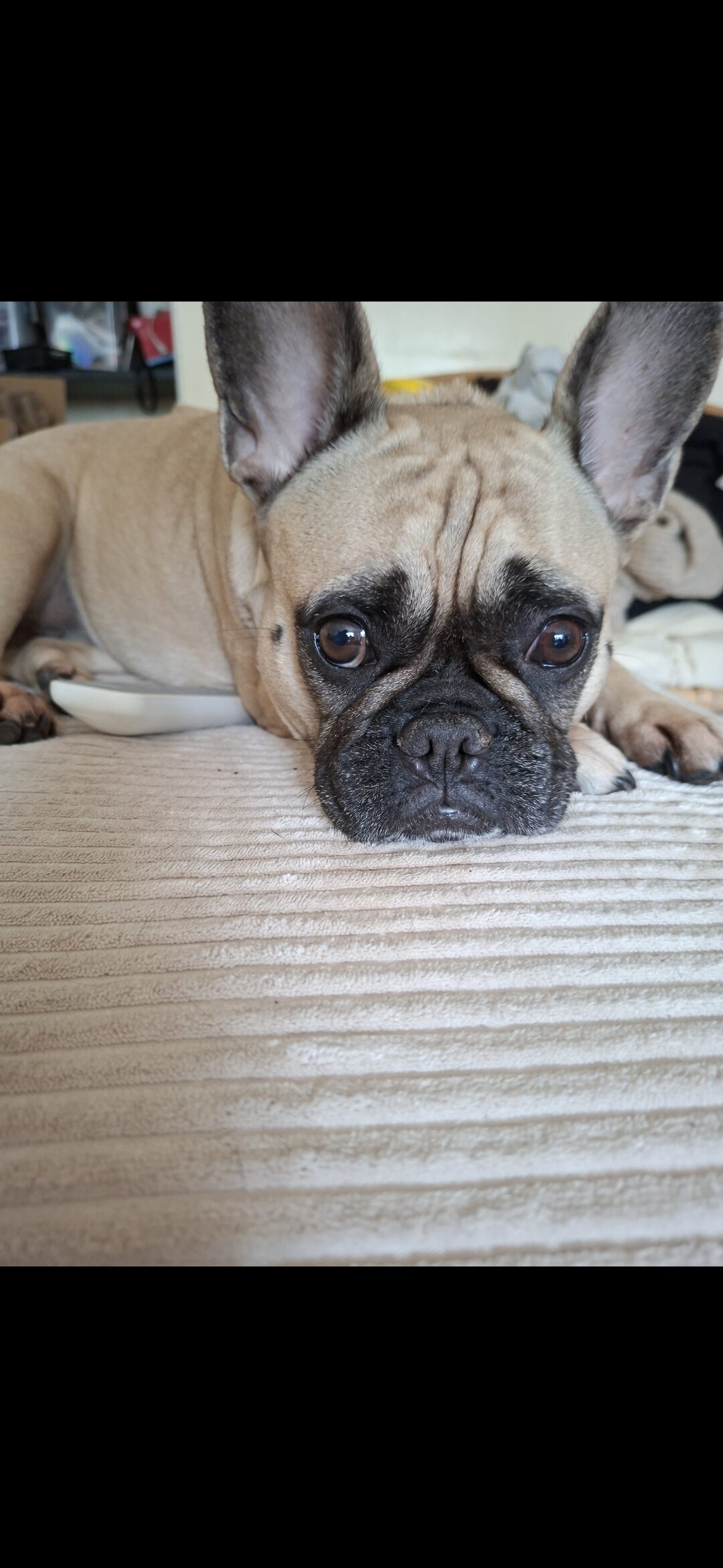Harley