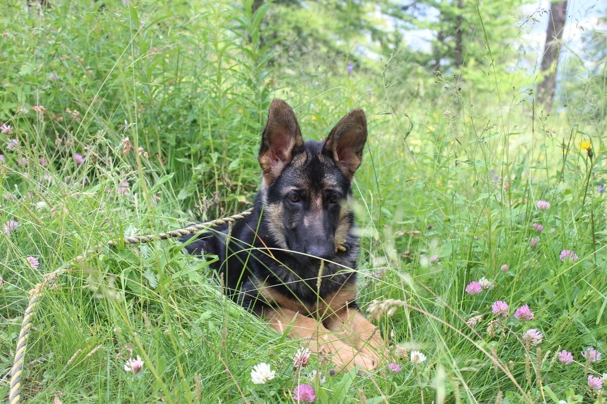 ATHENA
