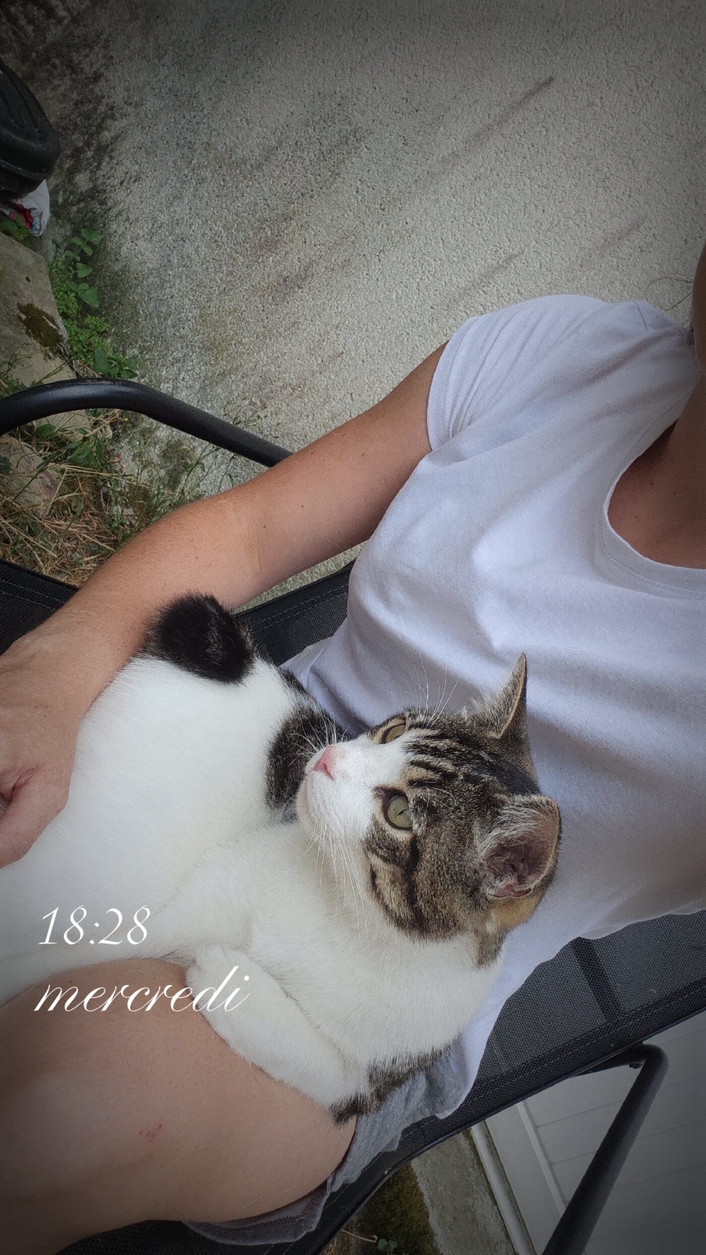 Roya