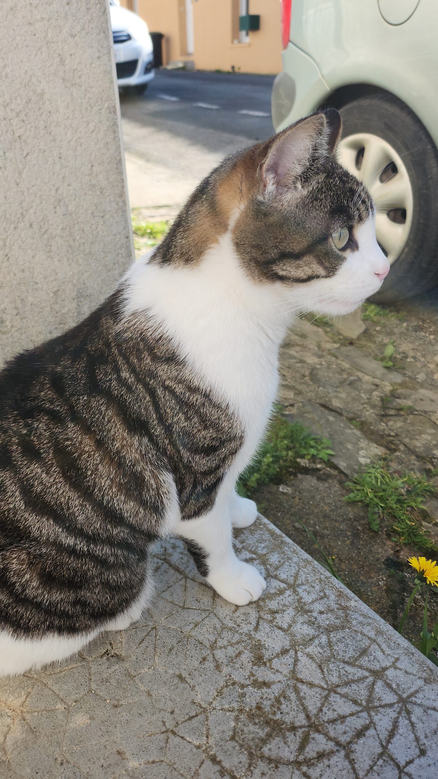 Roya