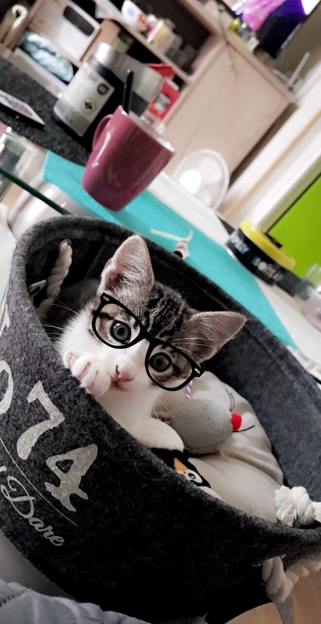 Roya