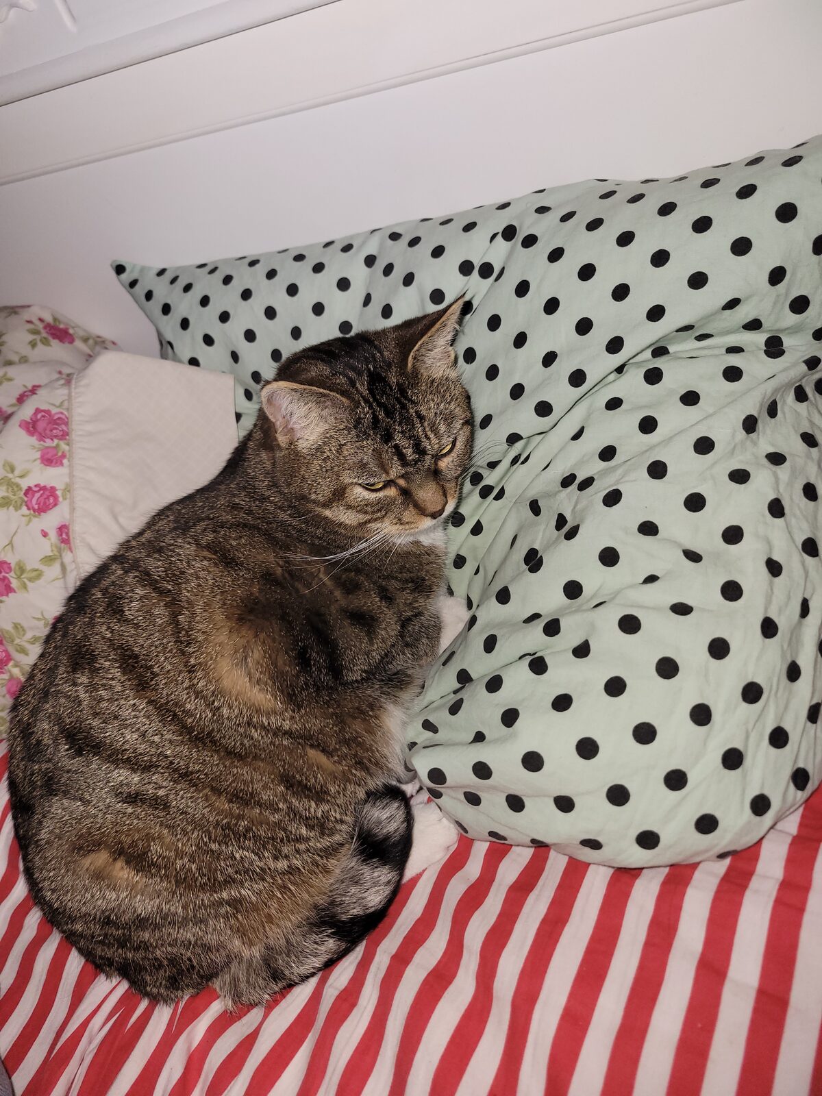 Noisette